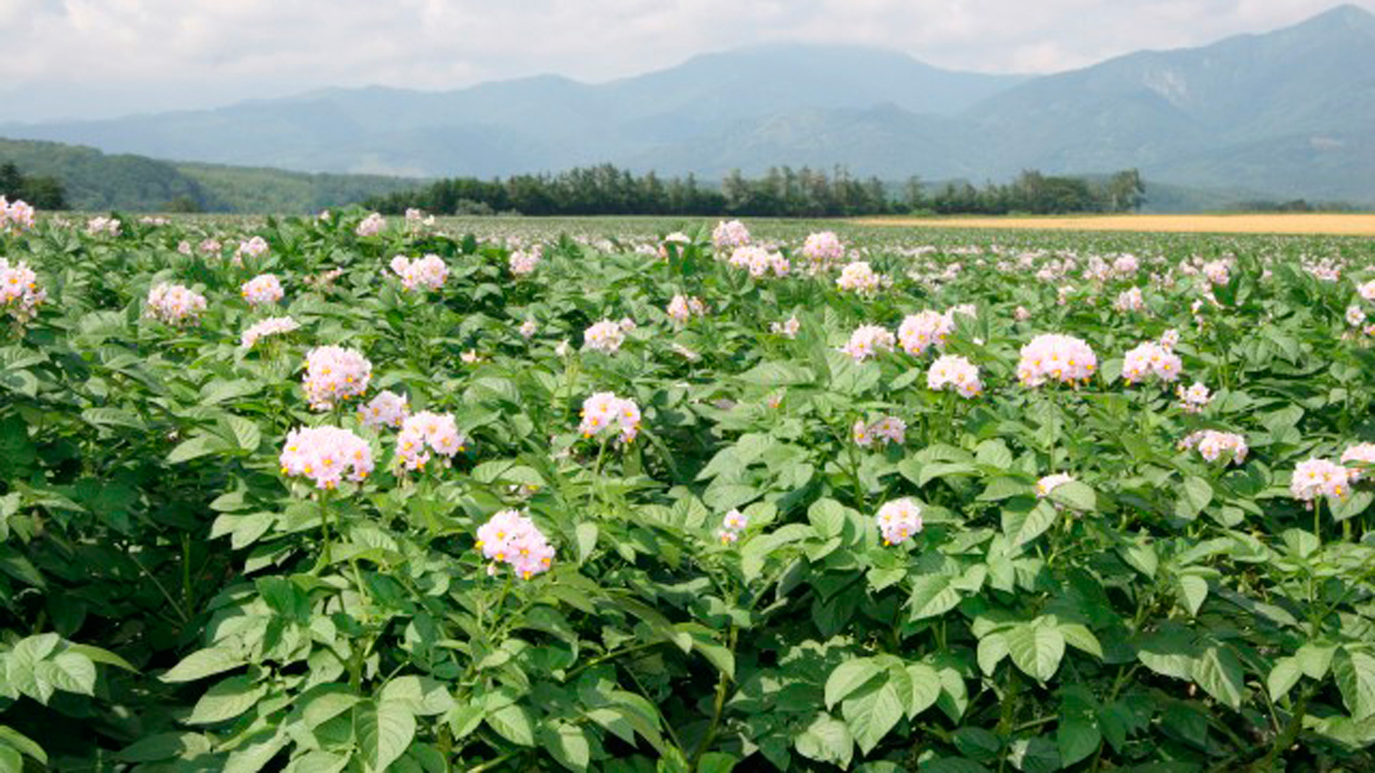 *今金男爵の花／今金町の名物、品質日本一といわれるじゃがいものお花畑！