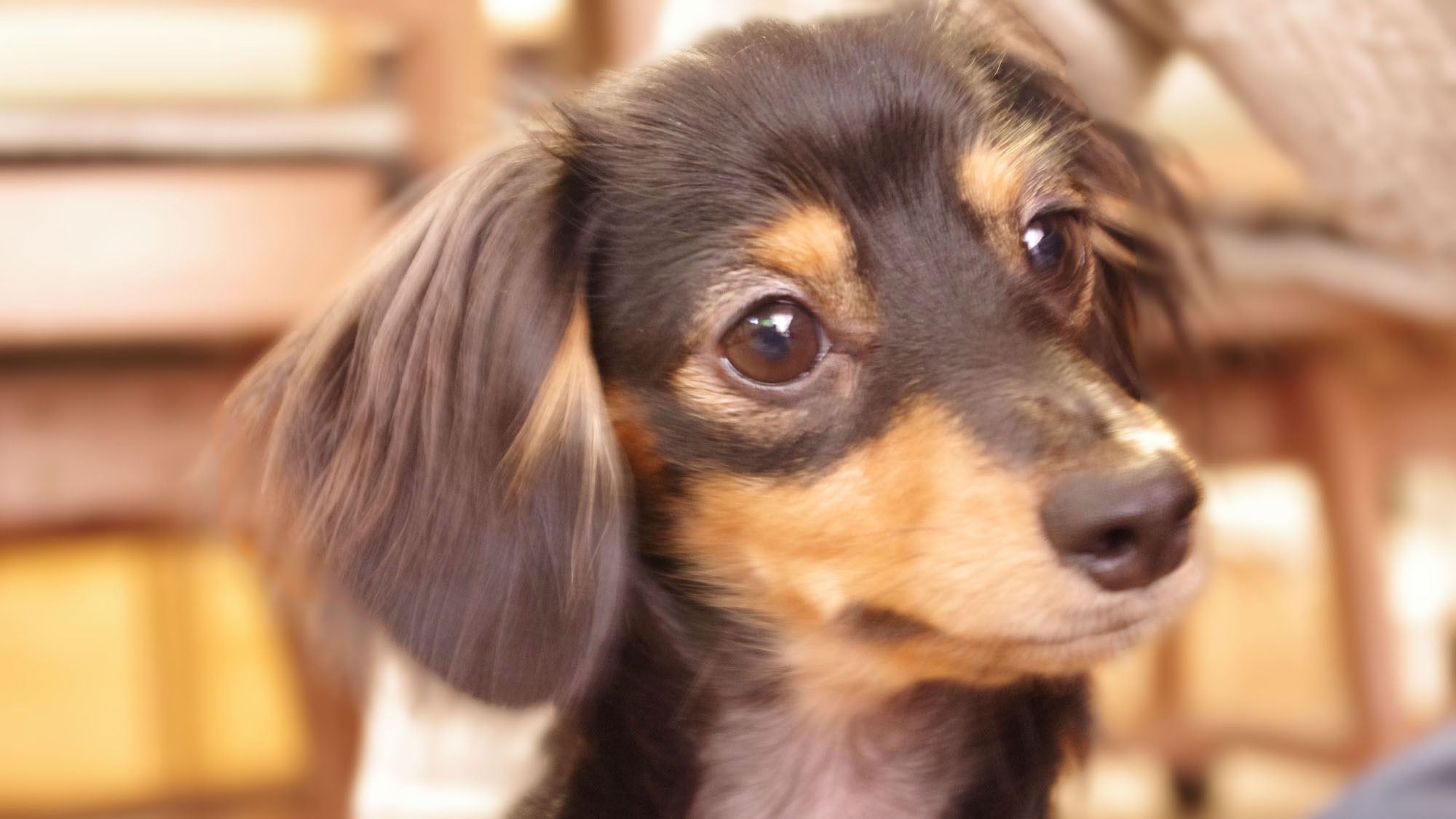 愛犬と過ごすとっておきの休日♪「前沢牛の陶板焼」と旬を味わうスタンダード《錦膳》２食付