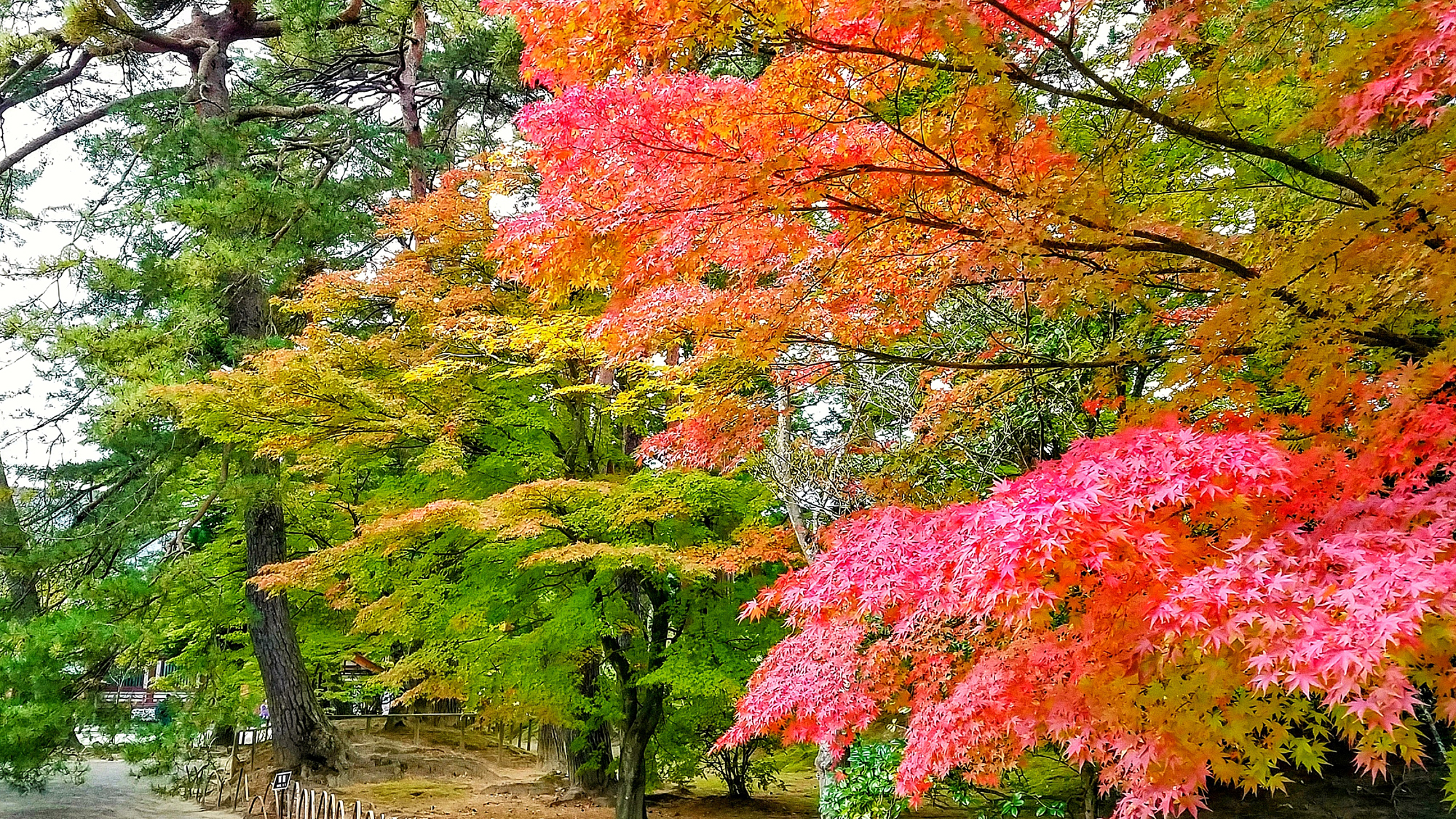 毛越寺の紅葉。見頃は10月下旬～11月中旬。※当館より車で20分