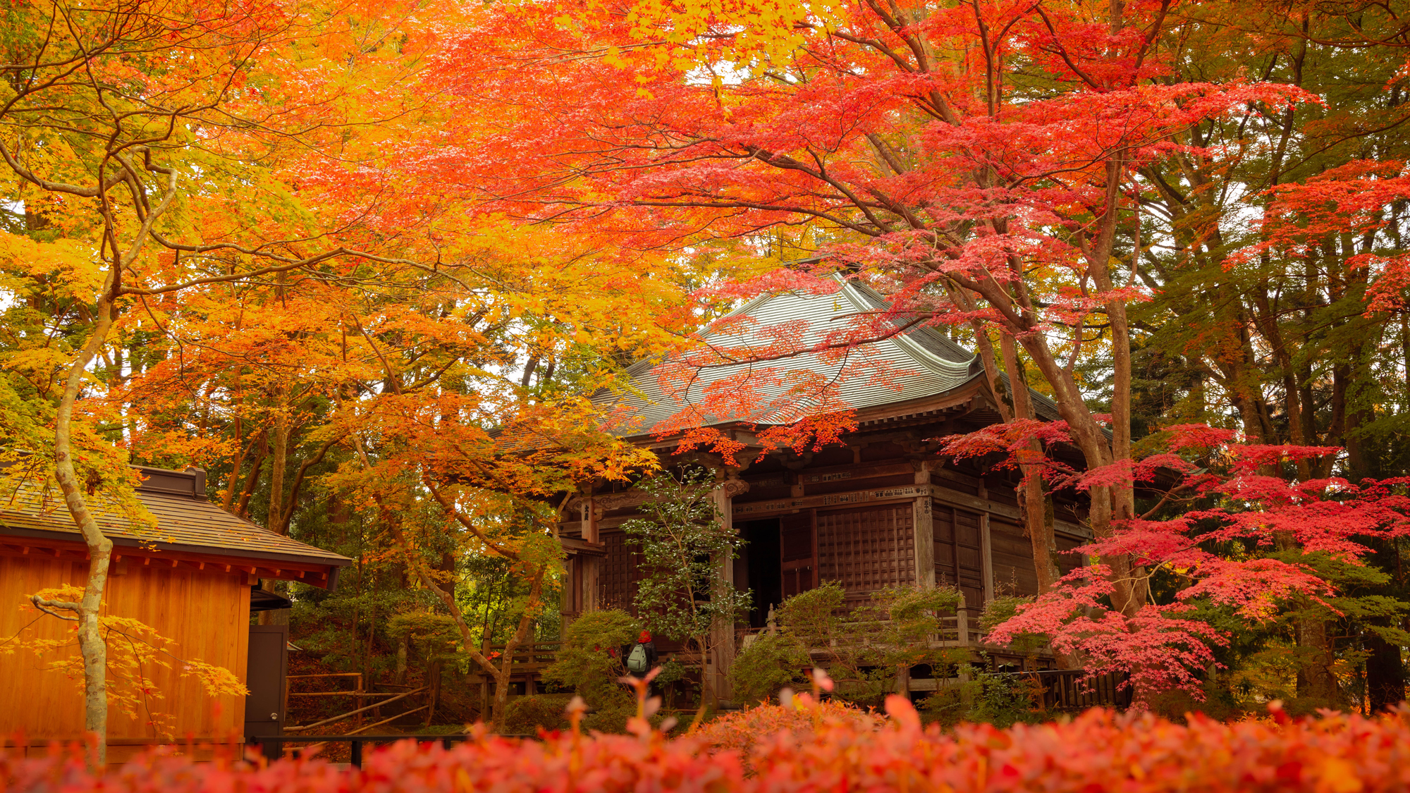 中尊寺の紅葉。見頃は10月下旬～11月中旬。※当館より車で20分