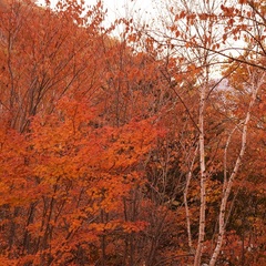 庭の紅葉