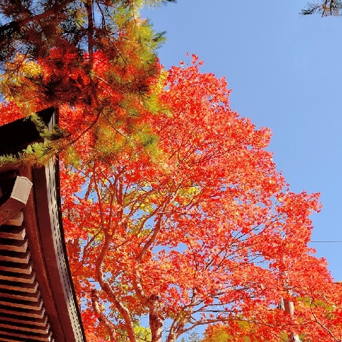 秋の紅葉、竜頭の滝