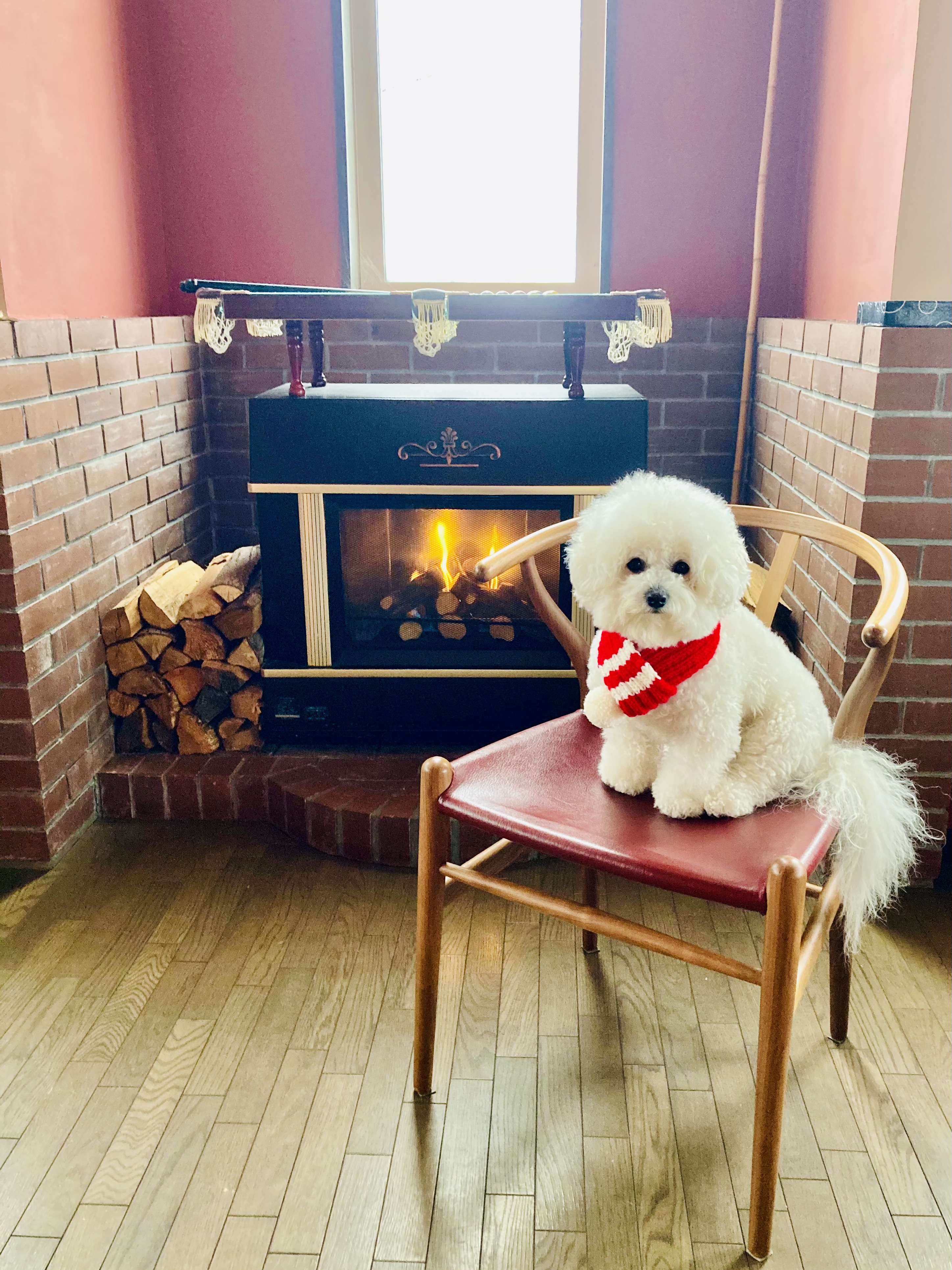 こんにちは♪看板犬のボンボンです！フランスからやってきました〜