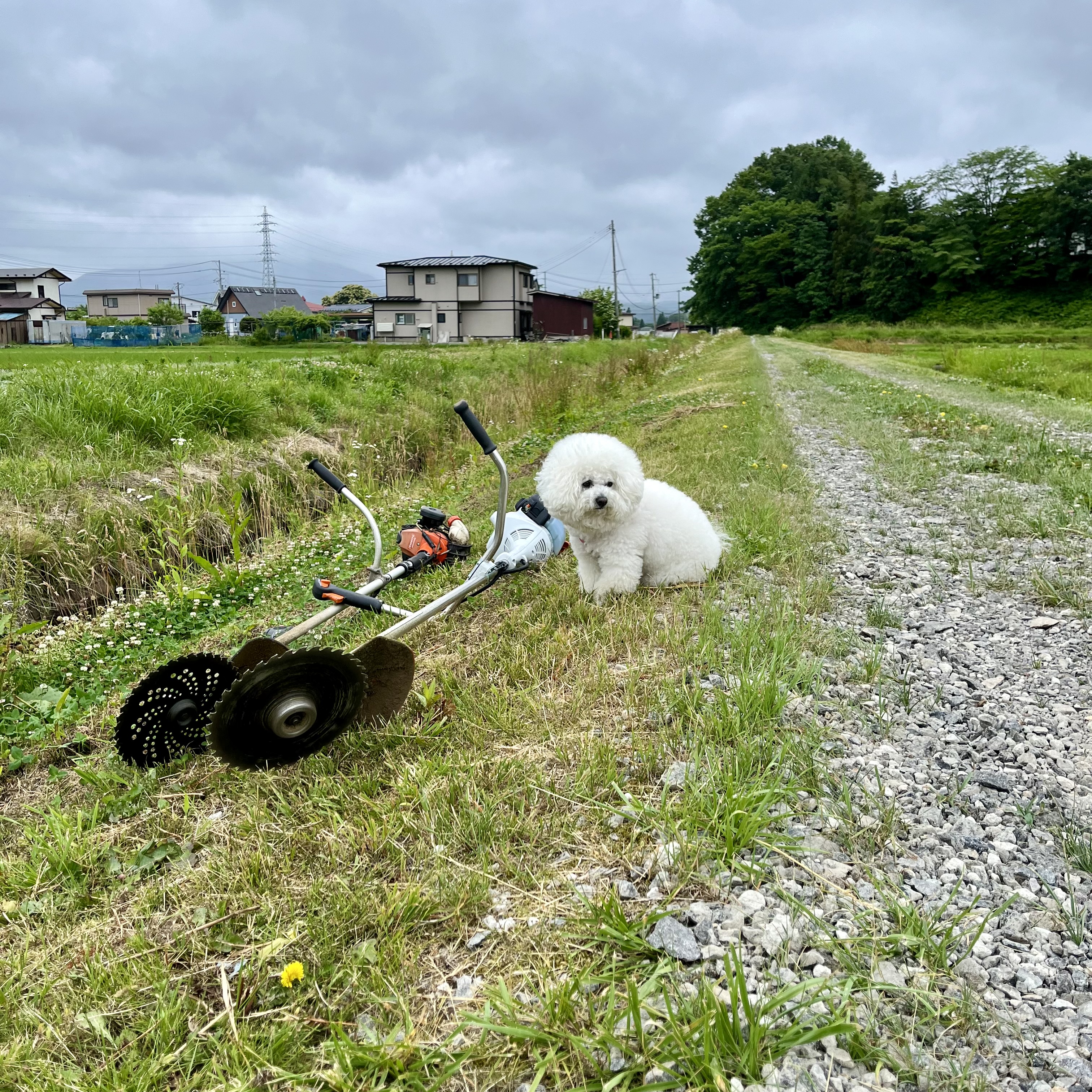 今日は田んぼの草刈りの日