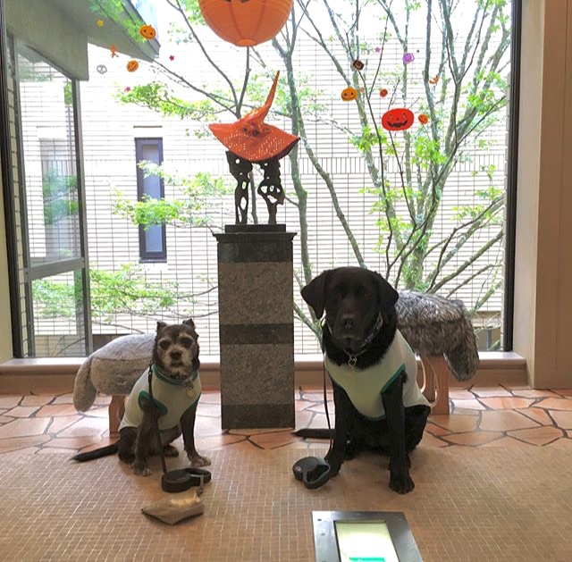 シニア犬　応援プラン！