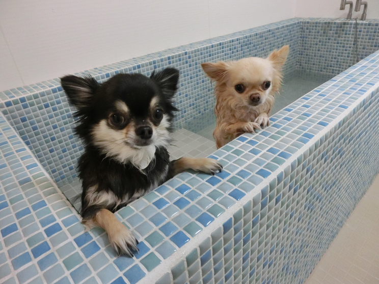 シニア犬　応援プラン！