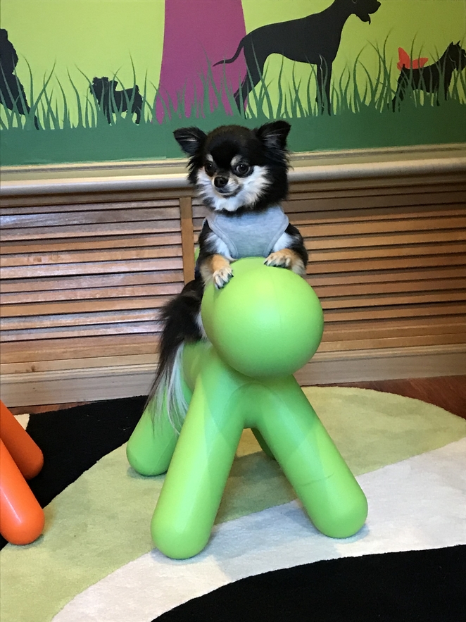 選べるわんこご飯Sサイズ付き　愛犬とお泊りプラン