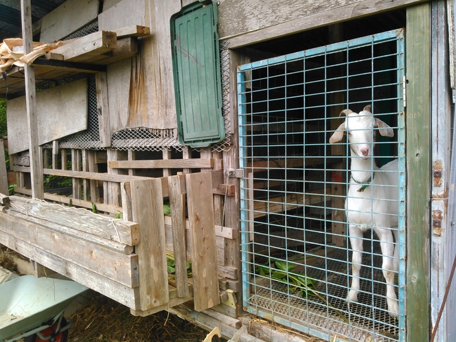 オジーのヤギ！(秘密基地)