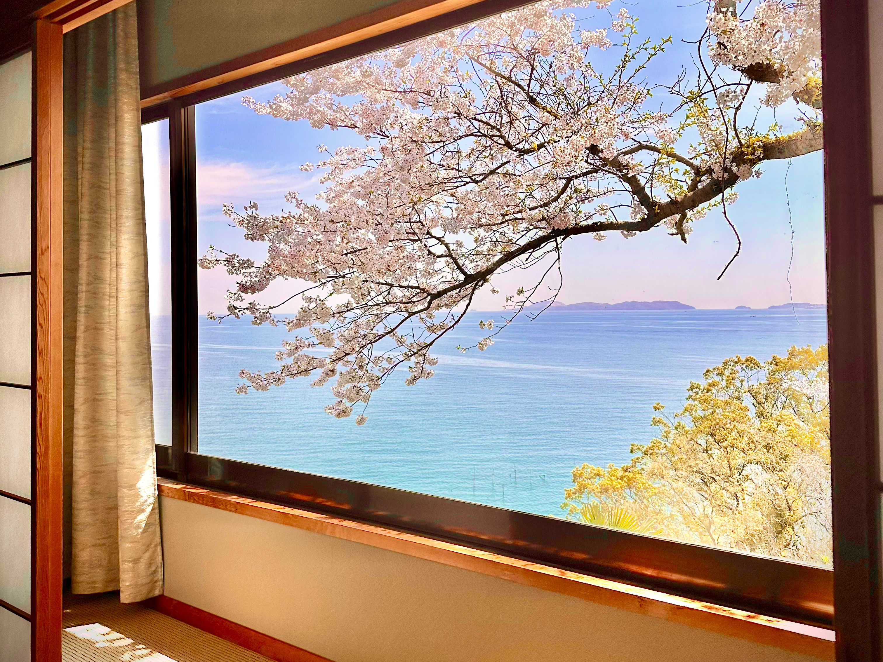 【海眺望】離れの部屋の窓越しに見える桜