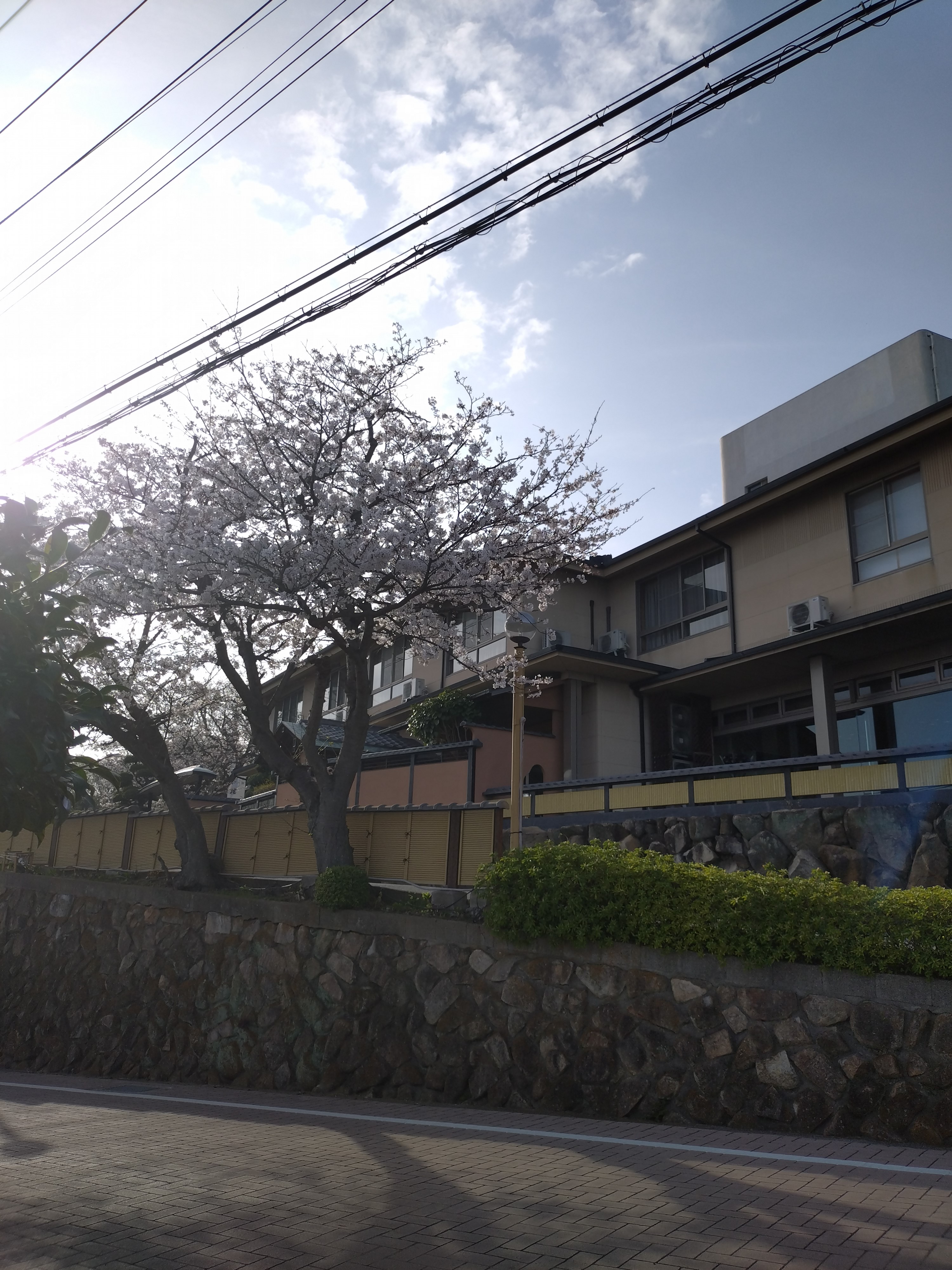 さくら2024