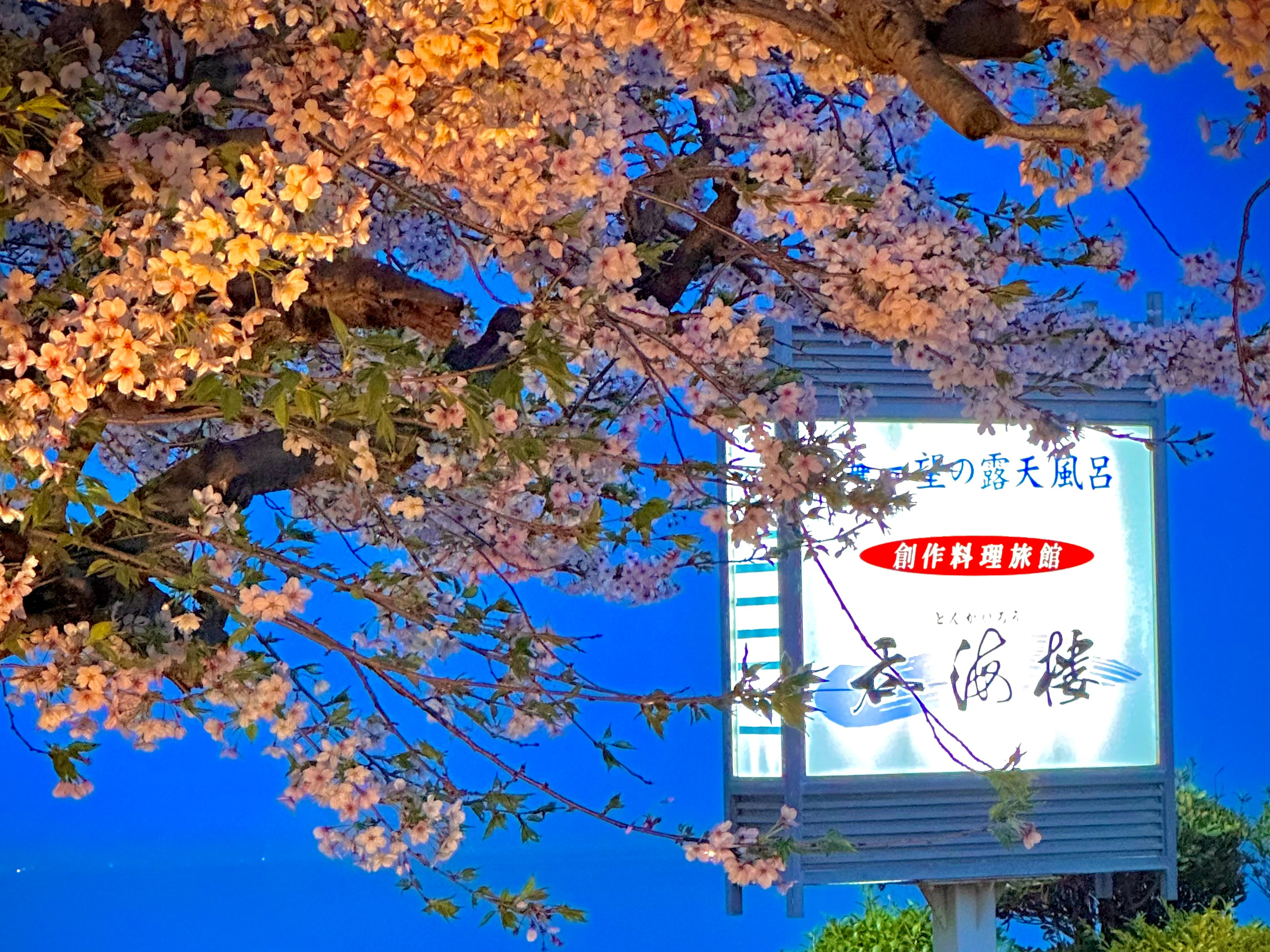 【外観】吞海楼の門前に咲く桜