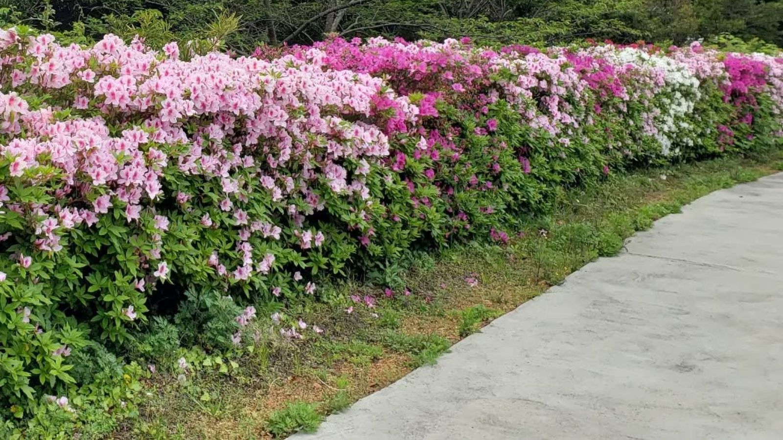 4~5月には美しい「平戸つつじ」の花を見ることができます