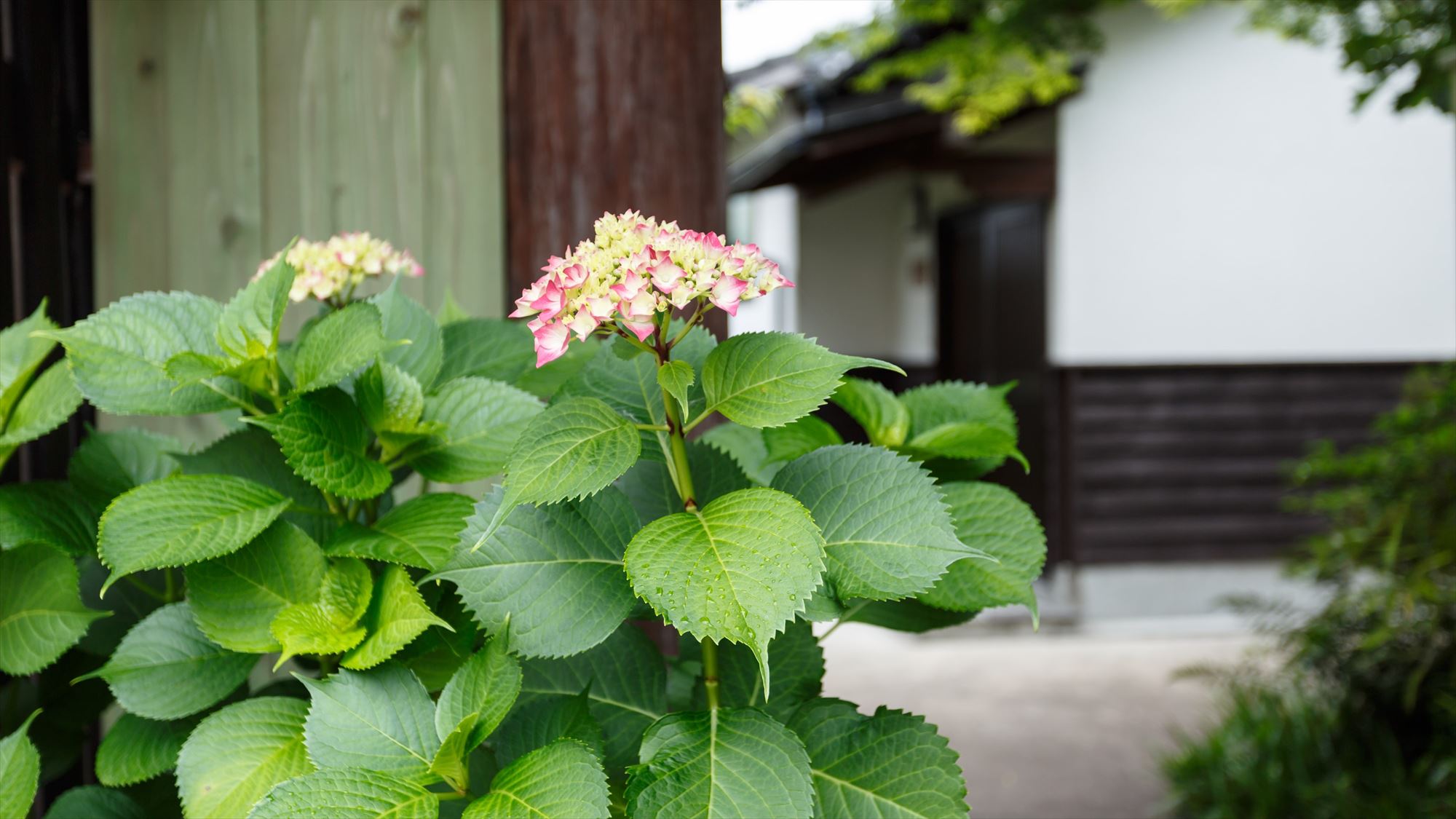 ●夏の景観／門前にきれいに紫陽花が咲いています