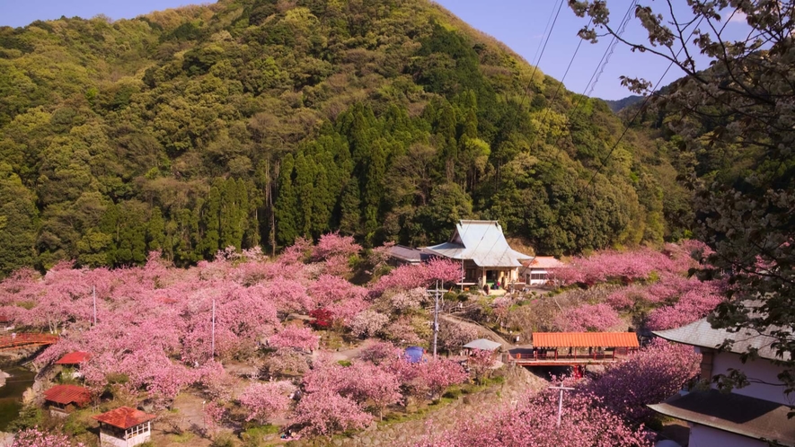 一心寺の桜「桜の雲海」と称される景色は圧巻！