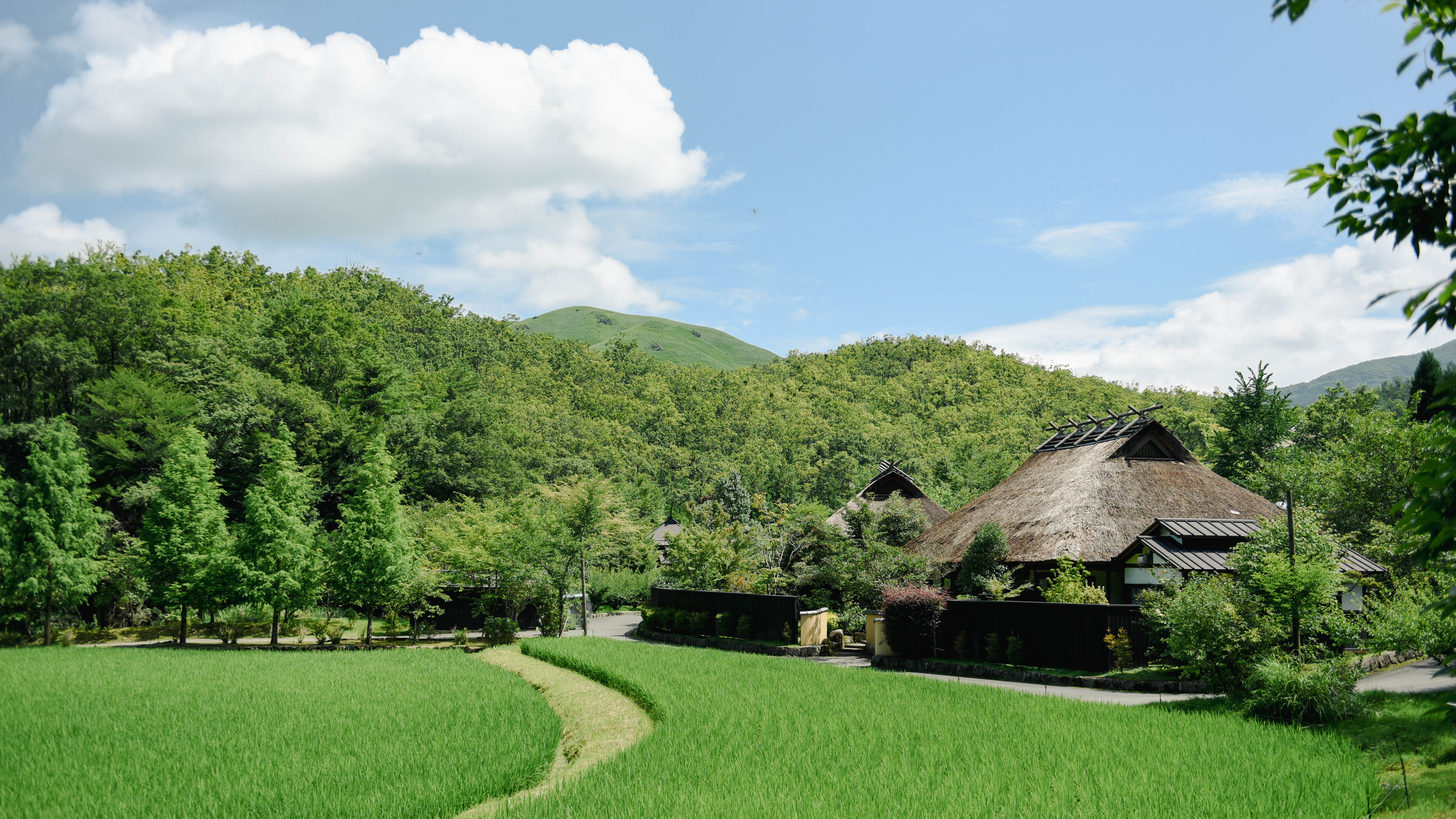 夏空の下、稲が風に揺れ、茅葺きの家々が静かに季節を映しています。