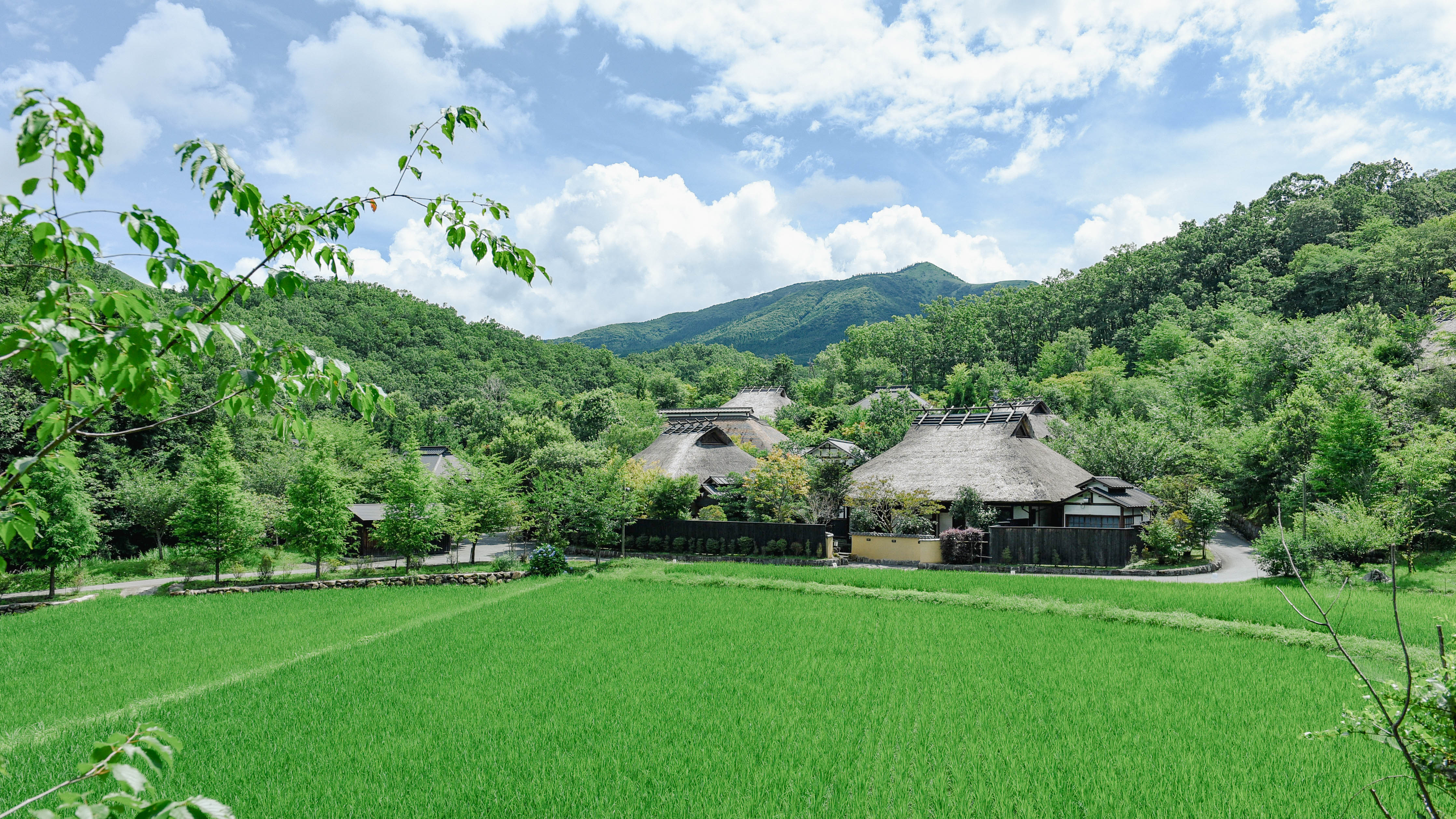 青田風わたる、盛夏の候（8月頃）