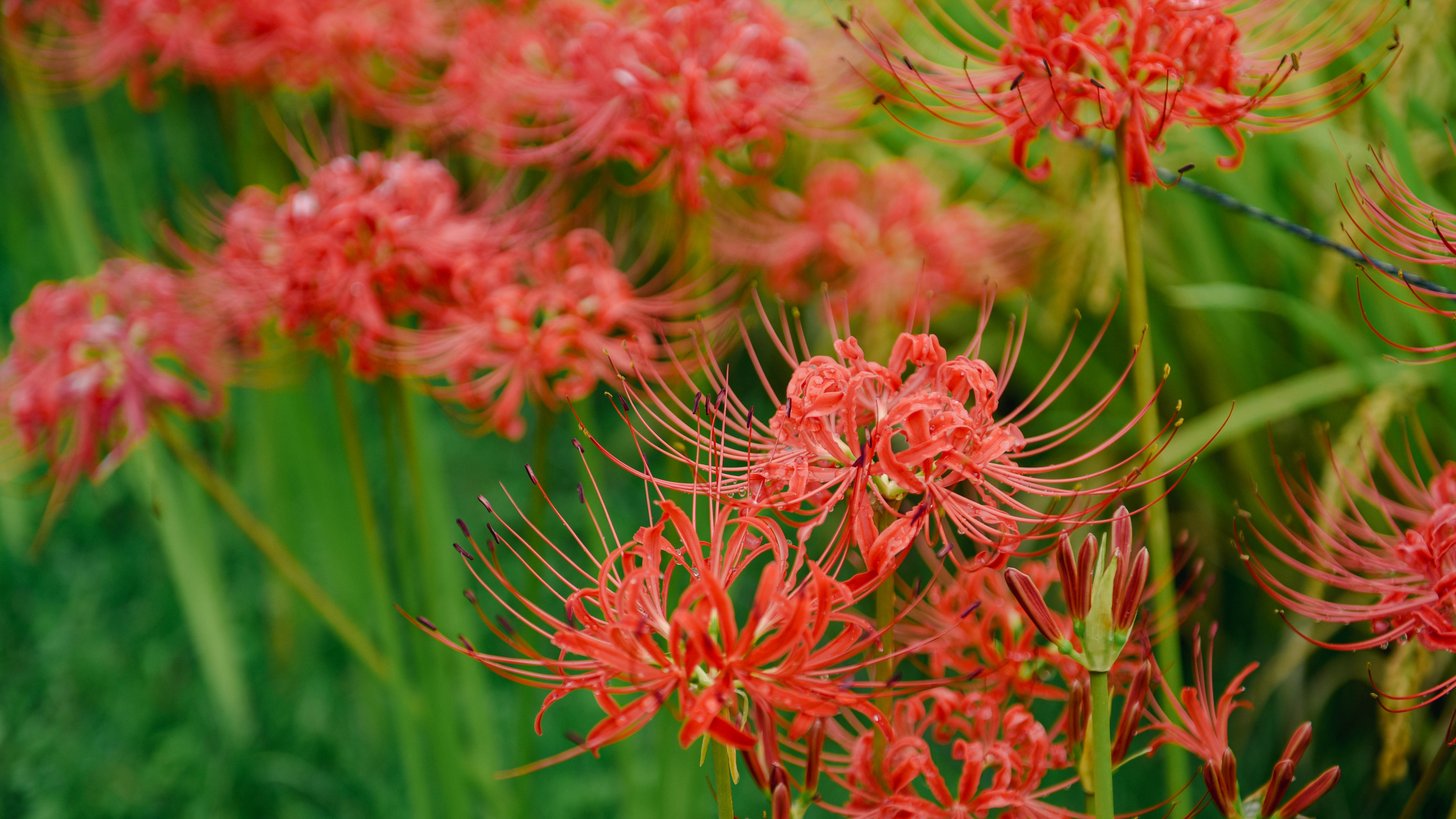 稲穂の道を縁取るように、彼岸花が静かに揺れています。