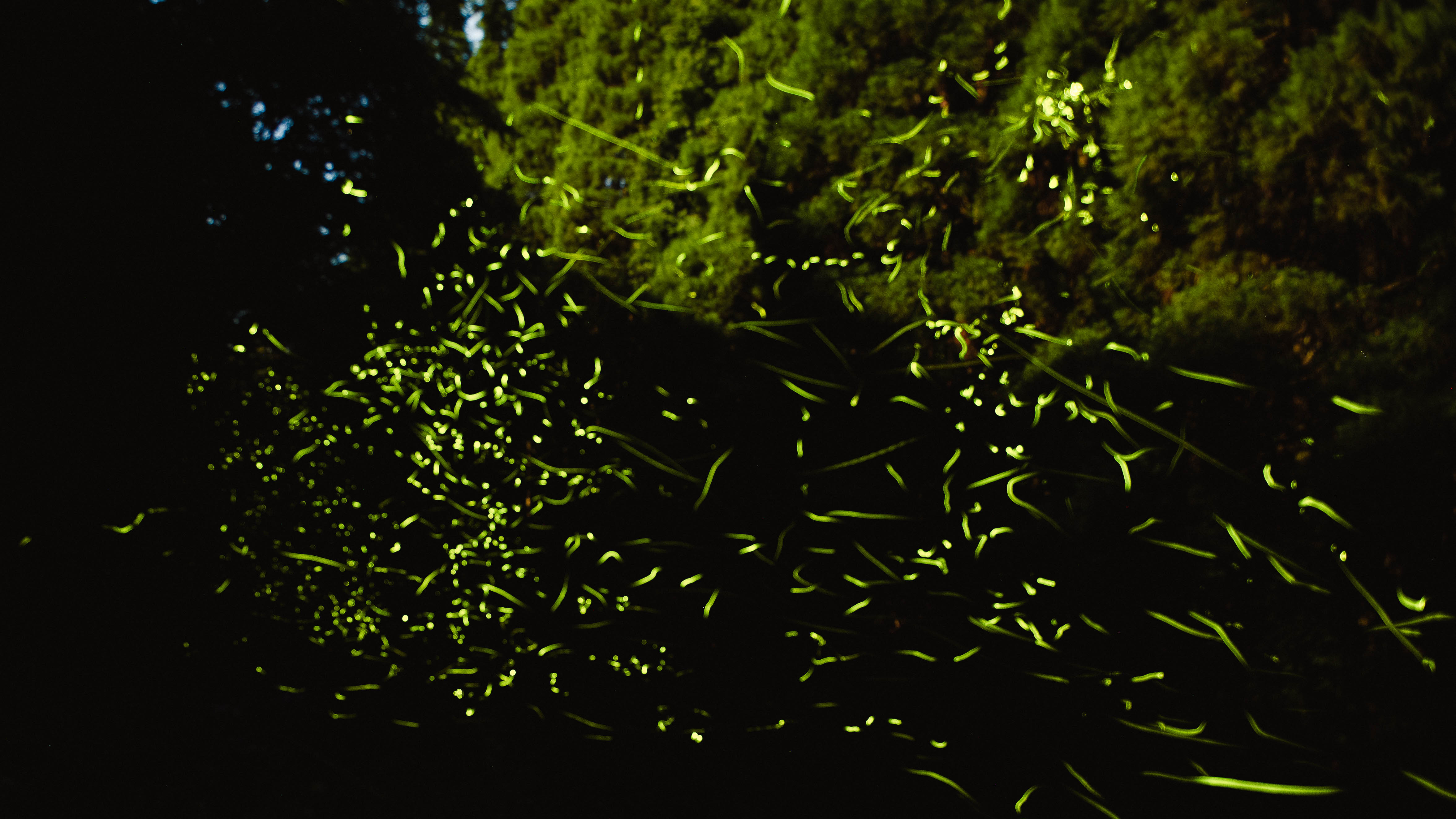 初夏の夜、敷地内を舞う幻想的なホタルたち