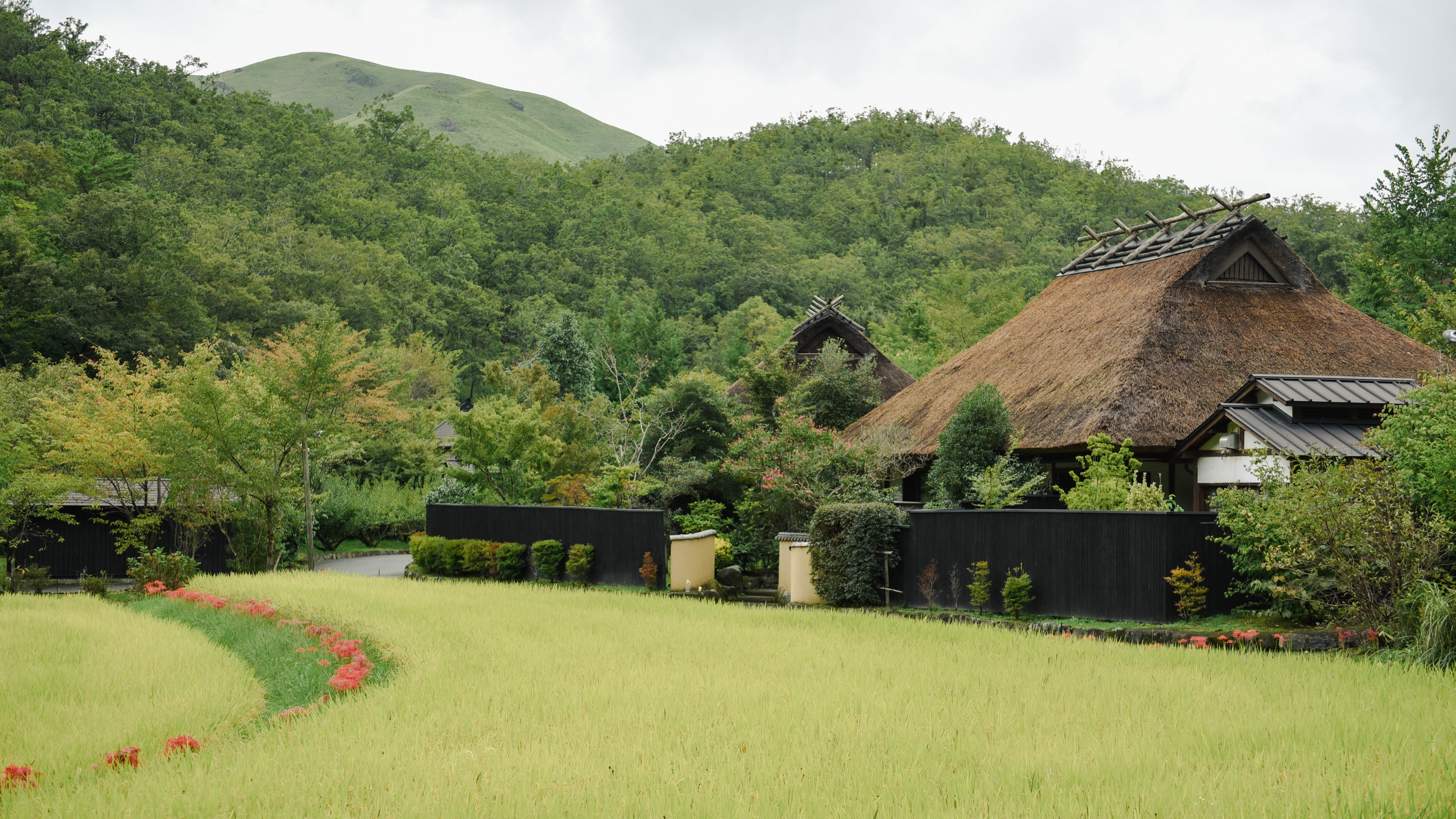 田んぼ沿いに咲く彼岸花が、秋の訪れをそっと告げています。