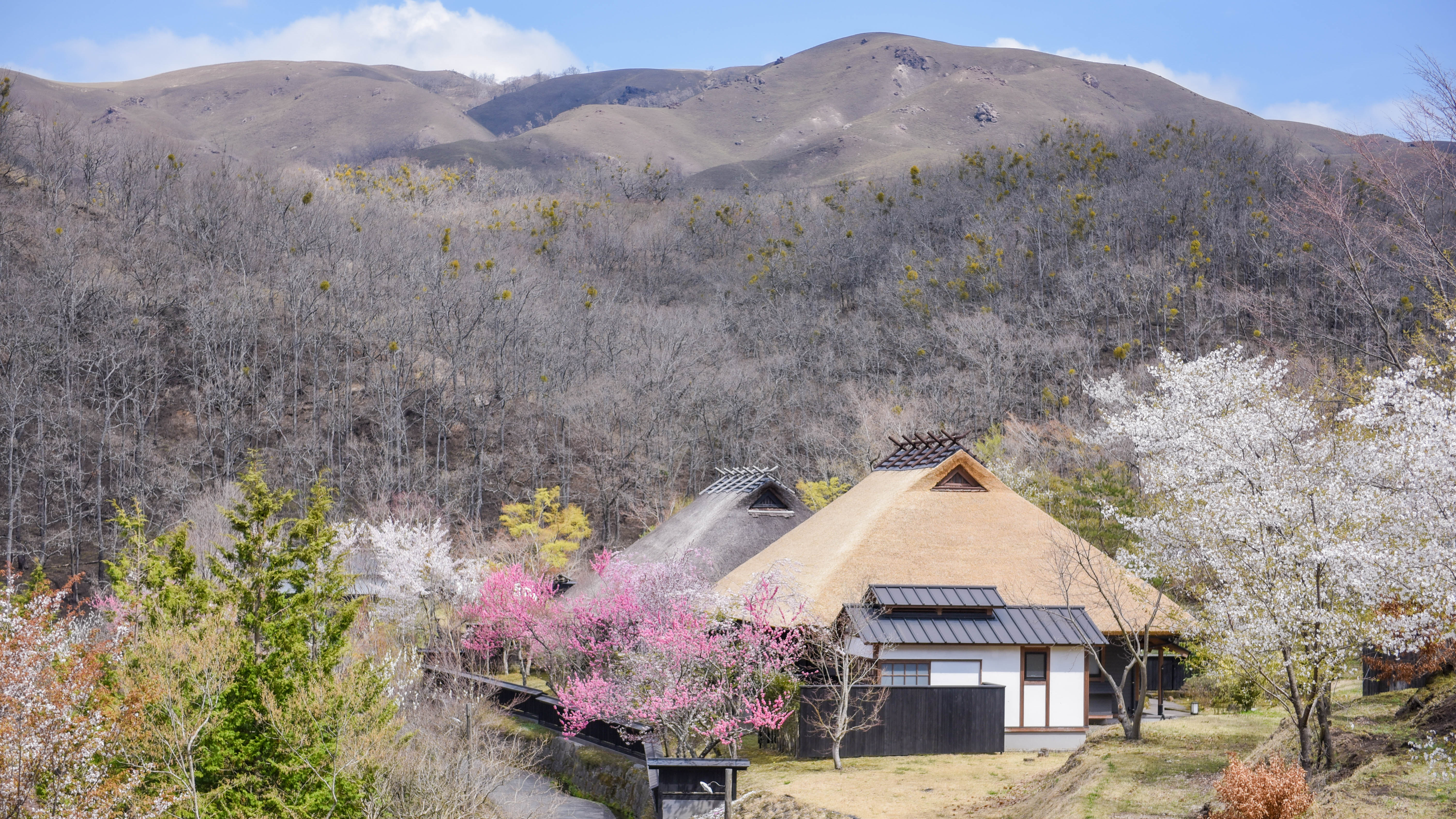 年に一度の「野焼き」が終わると、黒い大地に春の花がそっと咲き始めます。