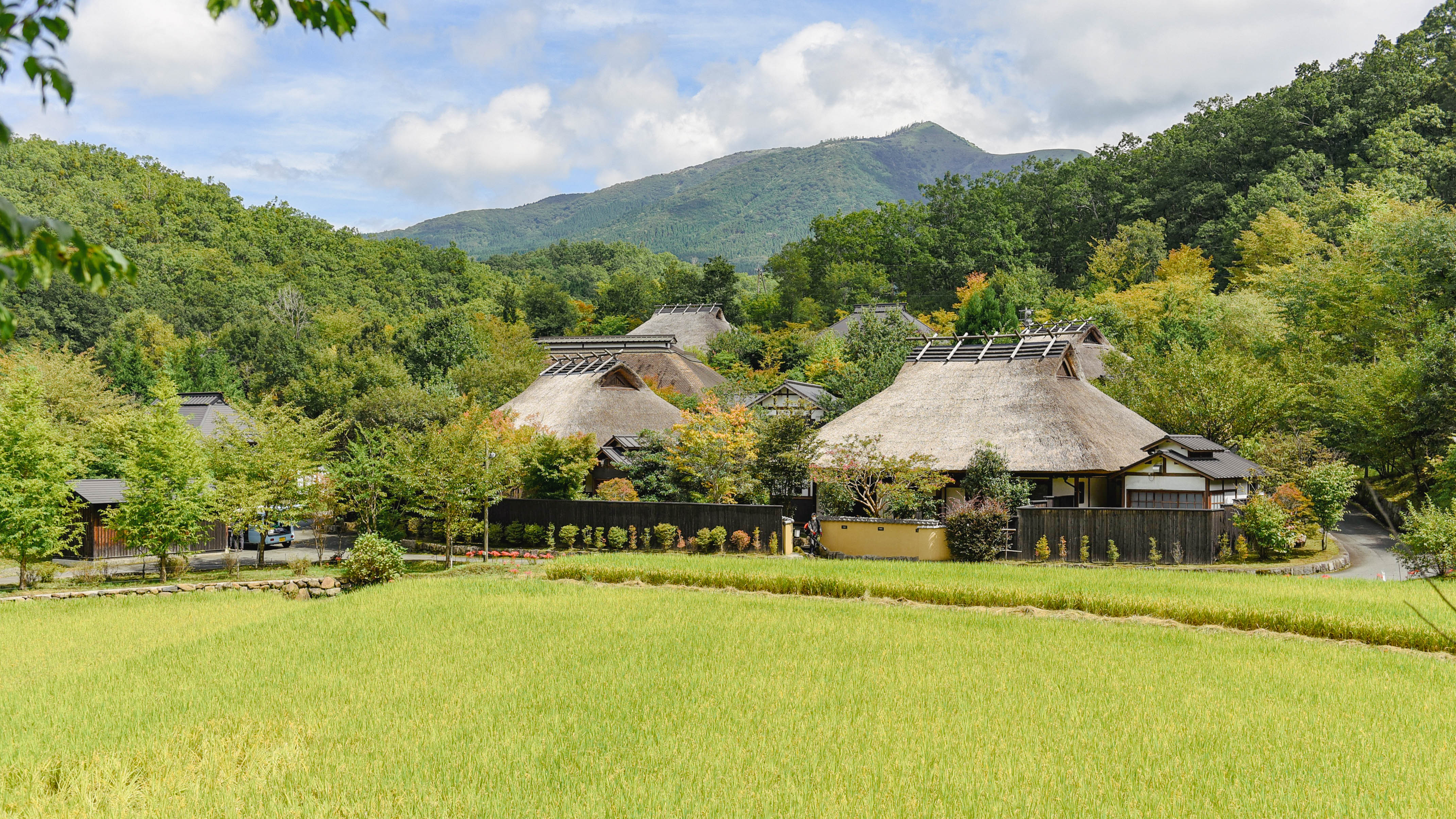 秋彼岸、田に咲く朱と黄金（9月頃）