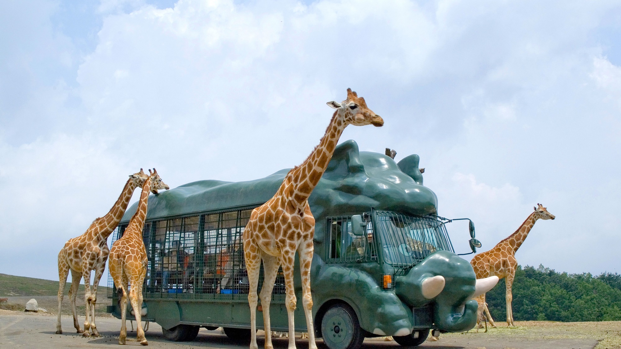 周辺観光|九州自然動物公園 アフリカンサファリ（車で約60分※高速道路利用）