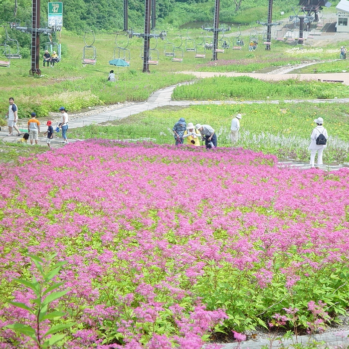 ■シモツケソウと五竜リフト（五竜高山植物園）