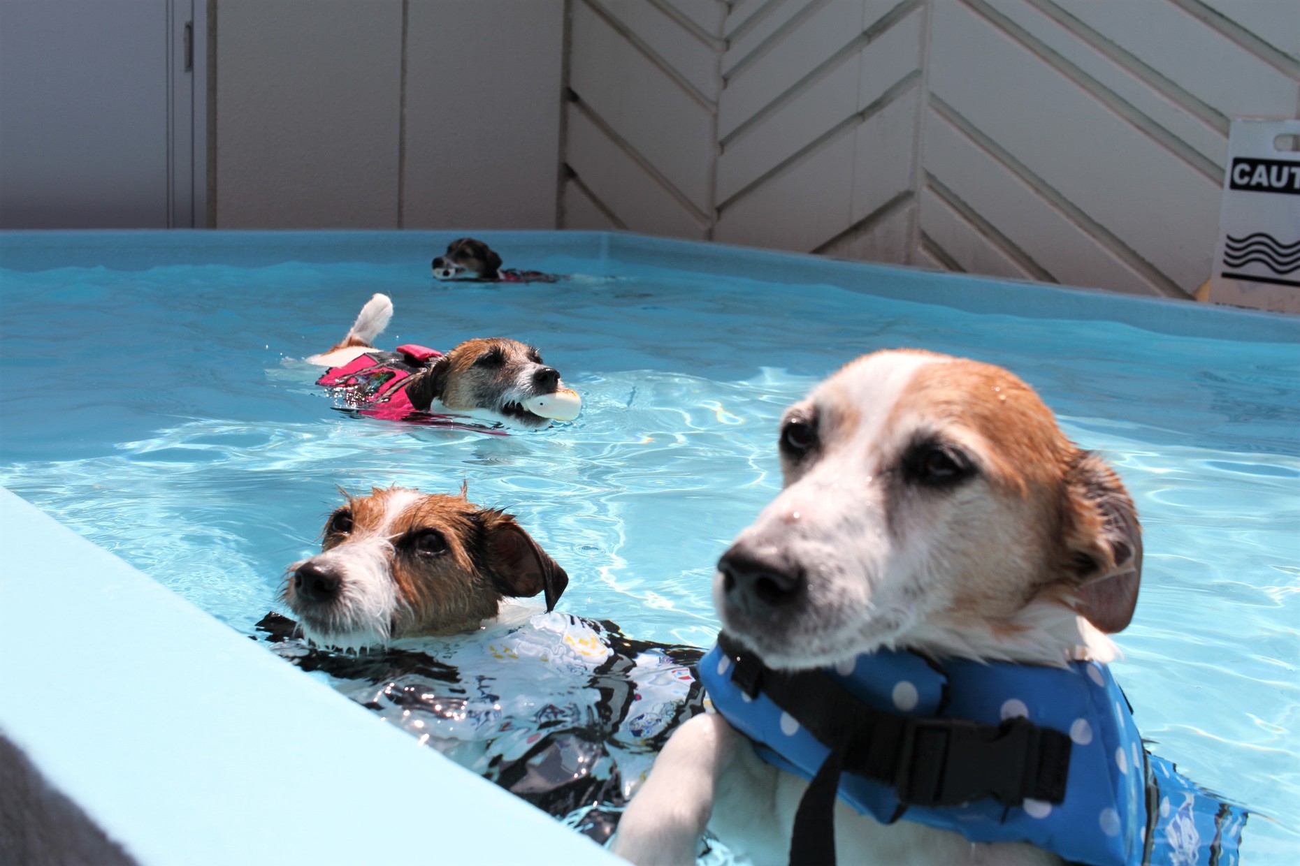 シニア犬宿泊費無料プラン(10歳以上）