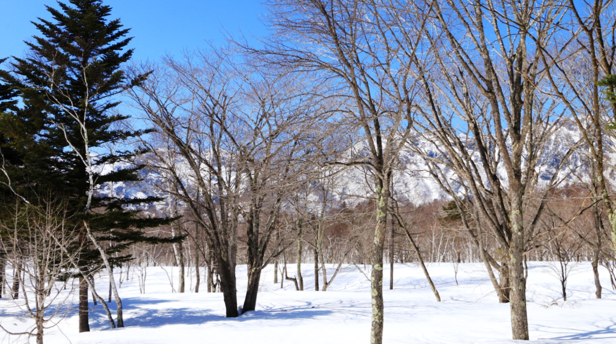 【景色】美しい戸隠の冬