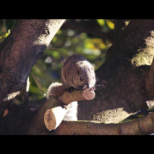 ファミリーペンション アースルーフ 設備 アメニティ 基本情報 楽天トラベル