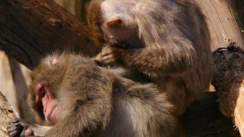 旭山動物園イメージ