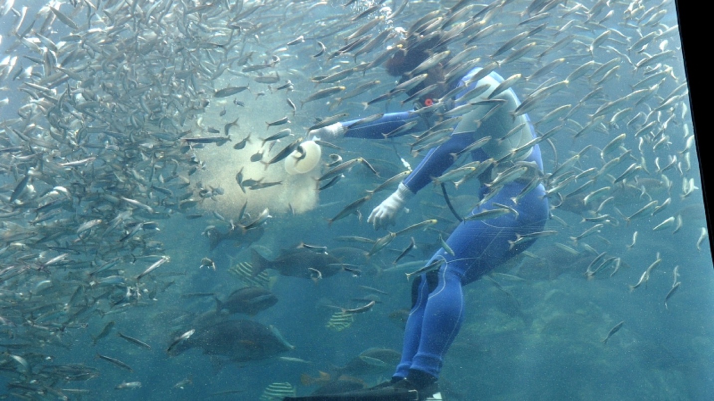 下田海中水族館　入場券付プラン