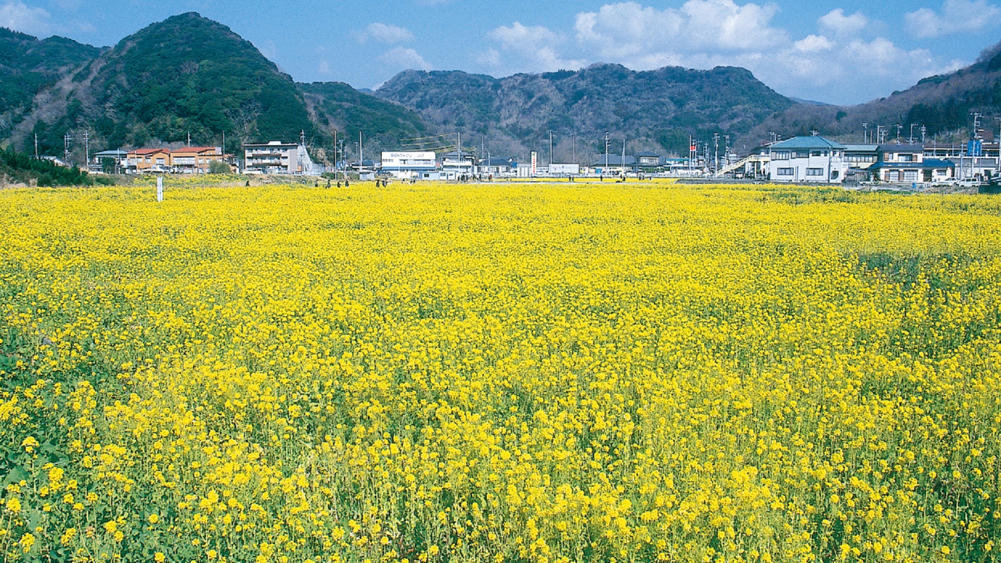 南伊豆の菜の花畑