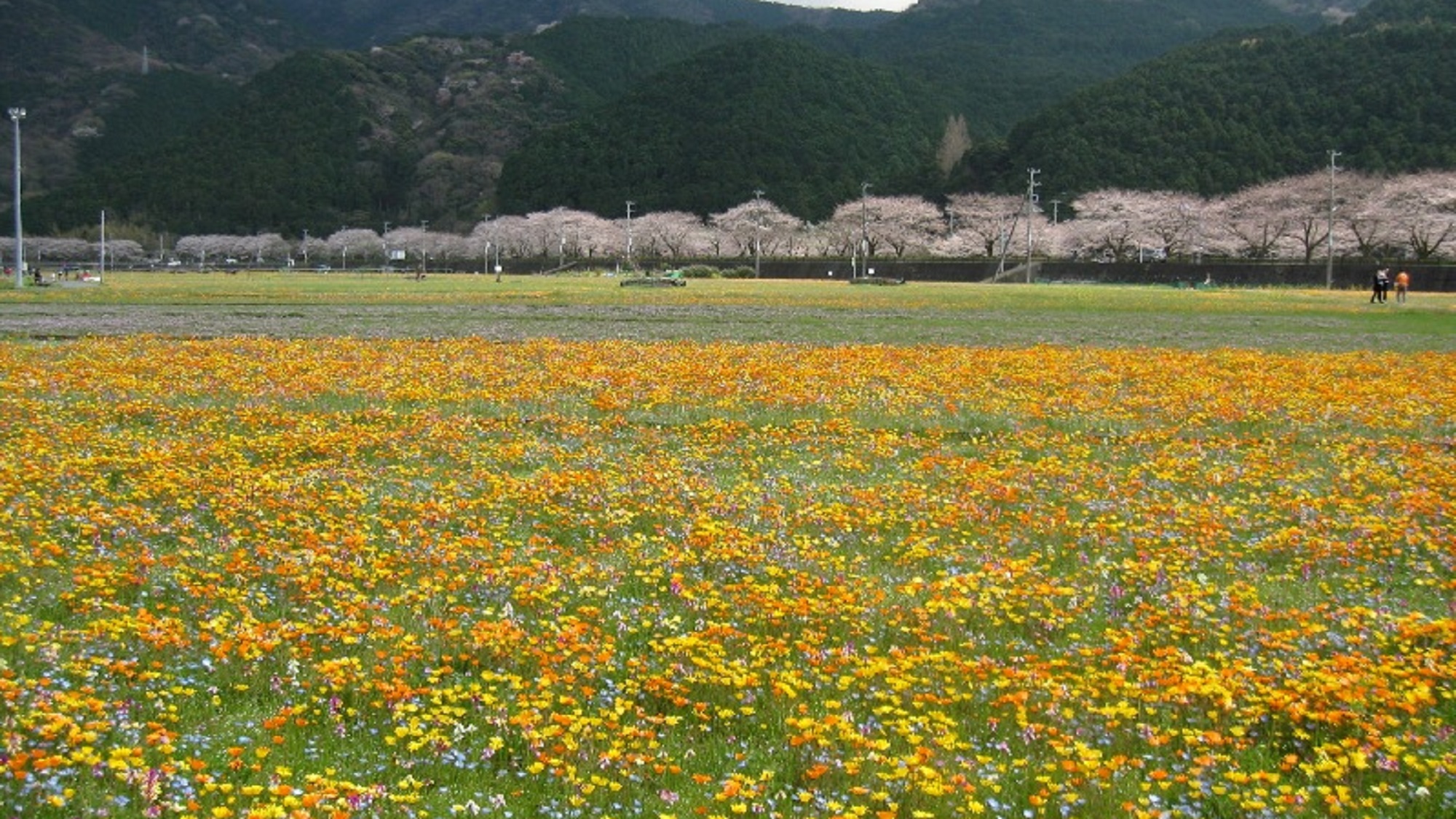 松崎町　田んぼをつかった花畑