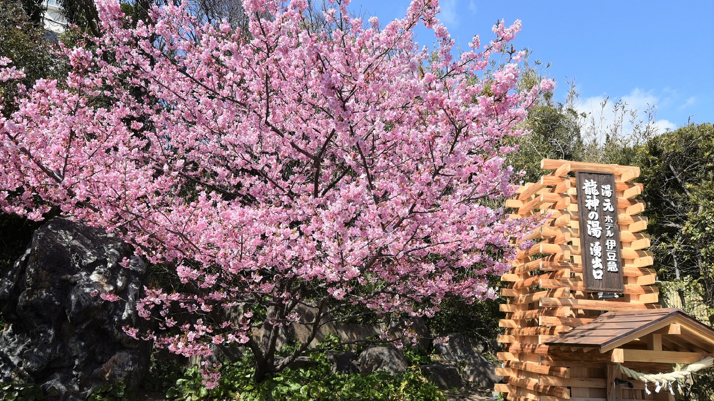 湧出口と河津桜