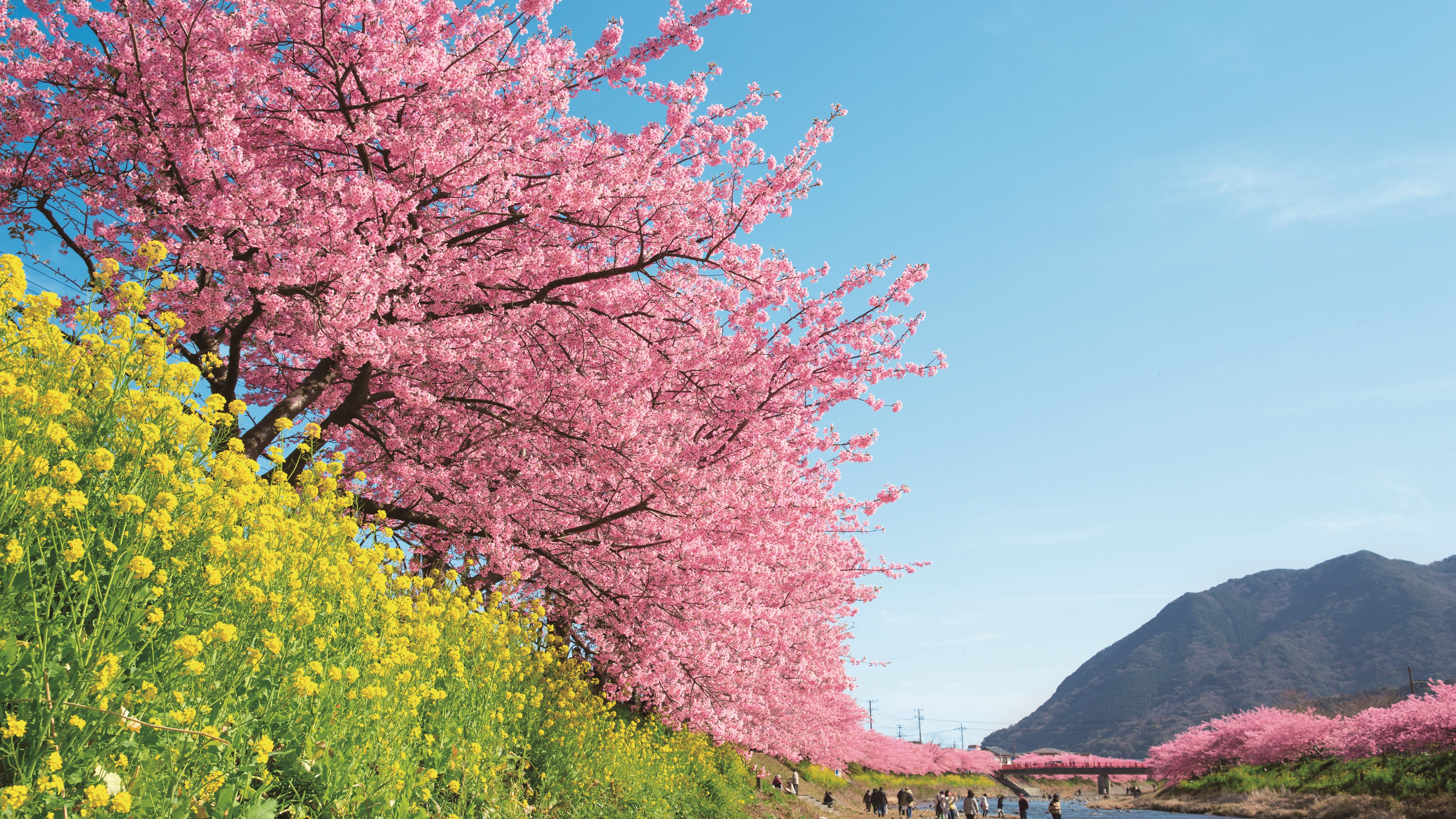 河津桜まつり