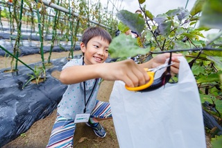 ほ場ナス収穫