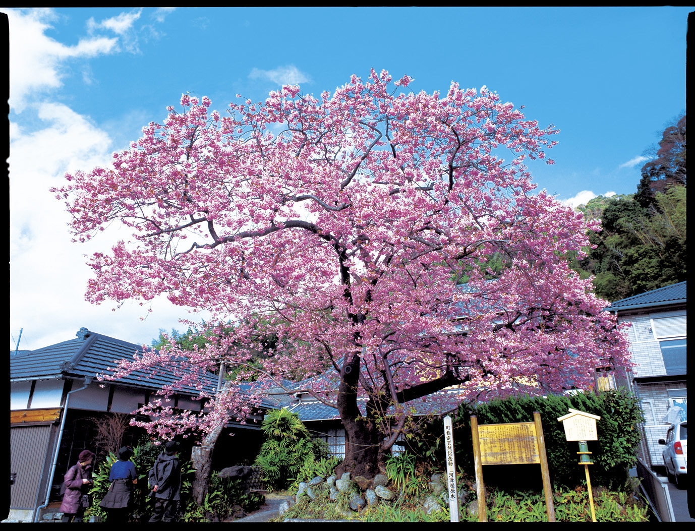 河津桜原木