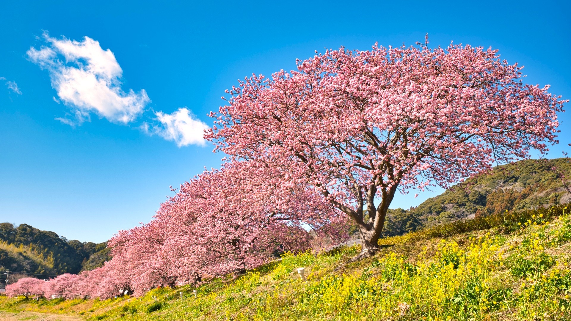 南伊豆◆みなみの桜と菜の花まつり◆桜と菜の花のグラデーション