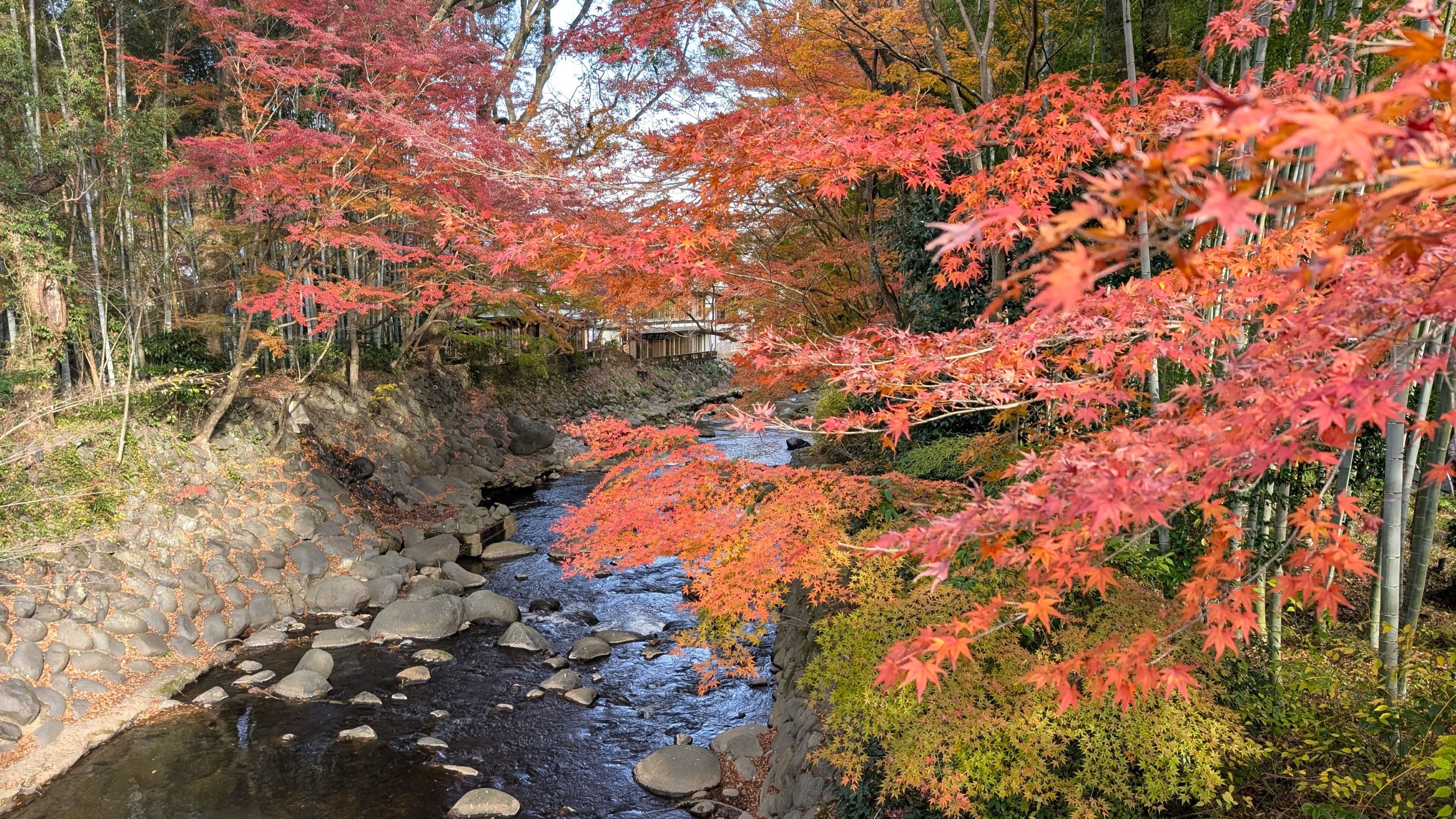 秋の修善寺（当館から車で約30分）