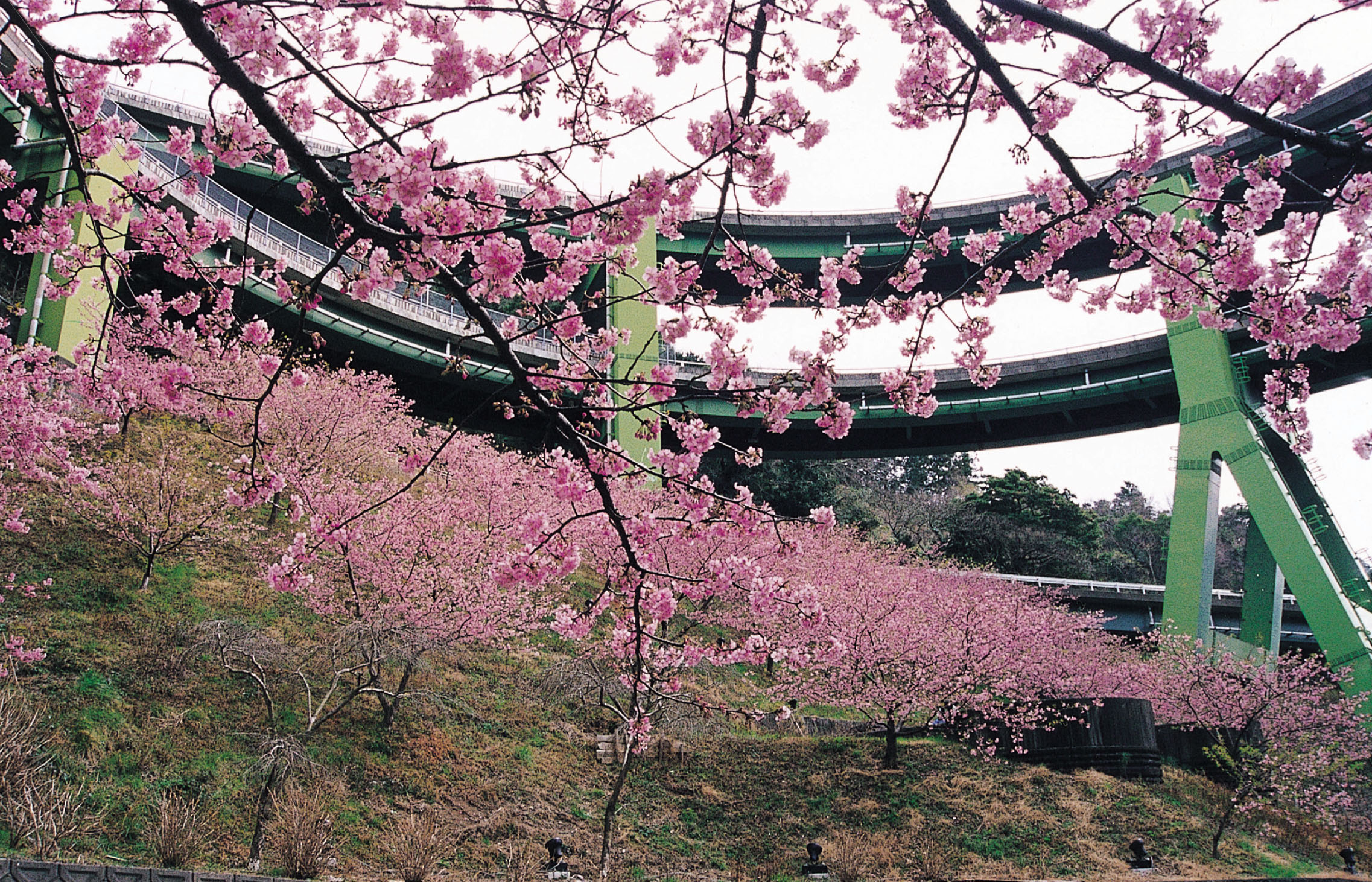 ループ橋・河津桜