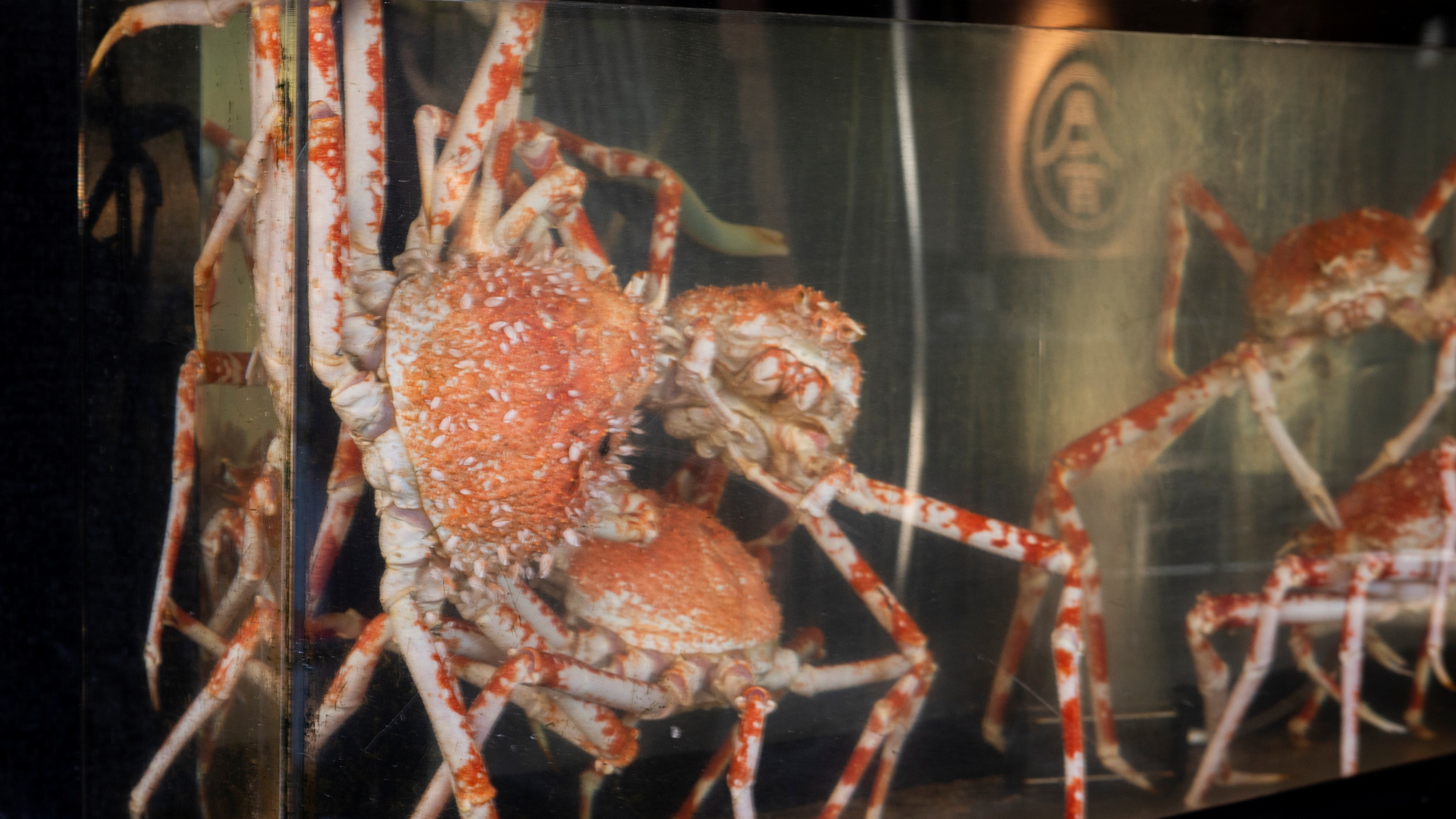 玄関にある水槽には戸田名物のタカアシガニ！