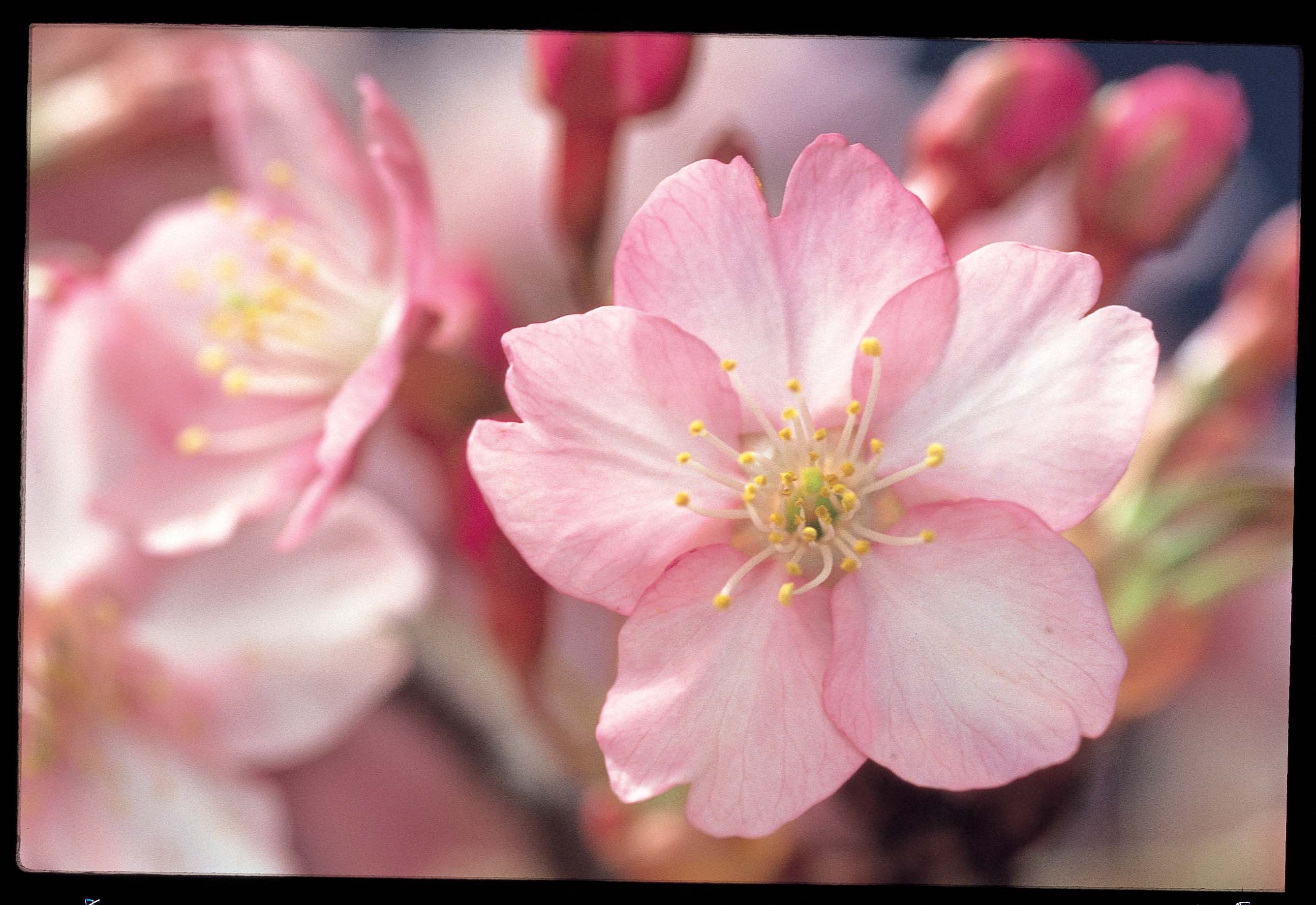 河津桜