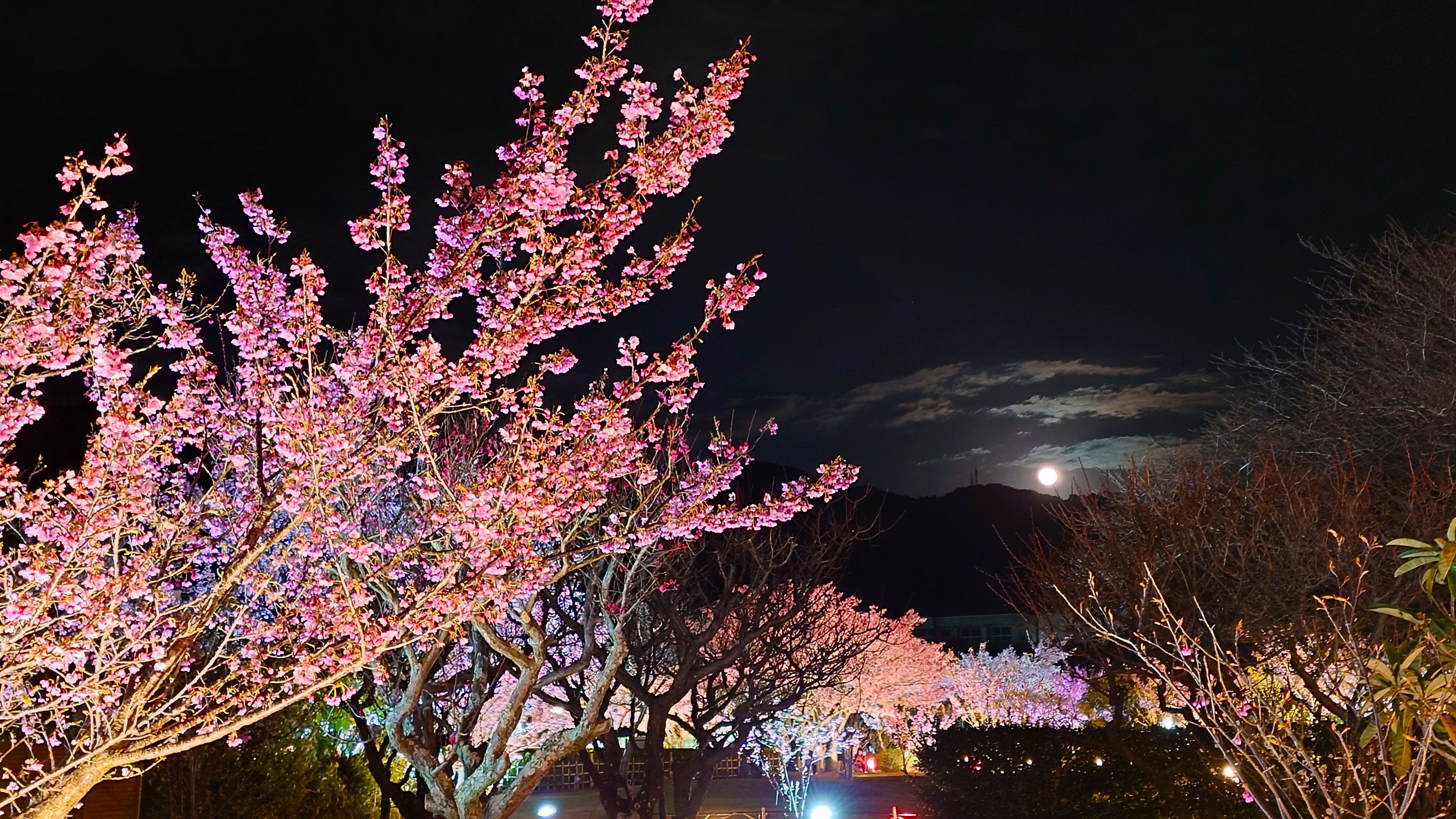 『土肥桜』：日本一開花が早いと言われている桜です。見頃：例年1月中旬～2月上旬