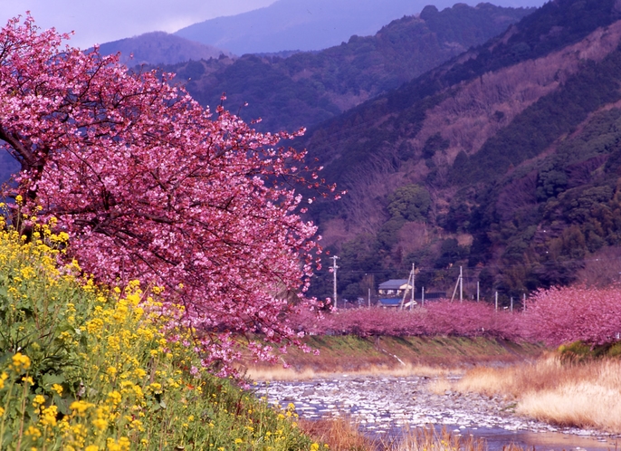 河津桜