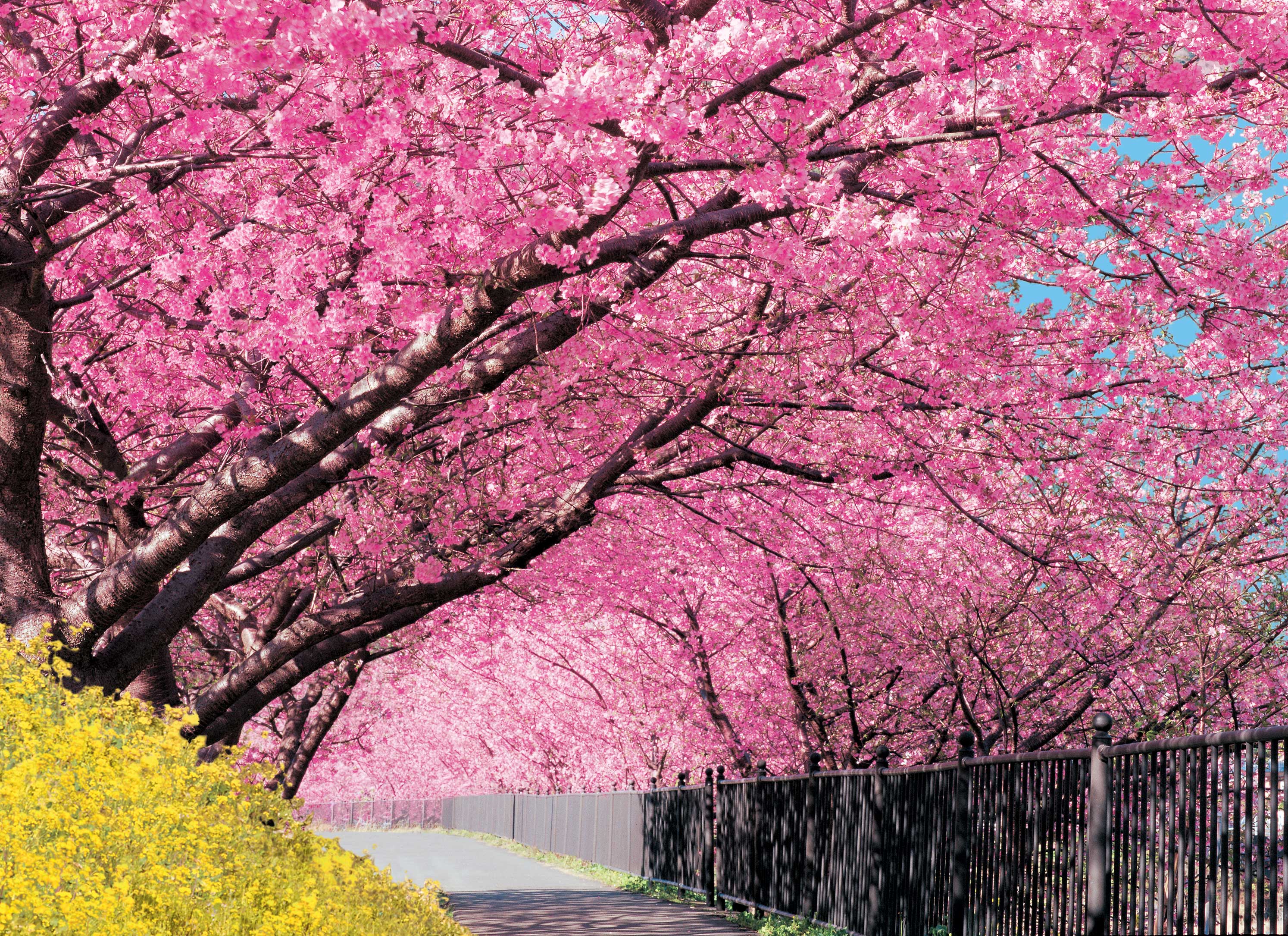 河津桜