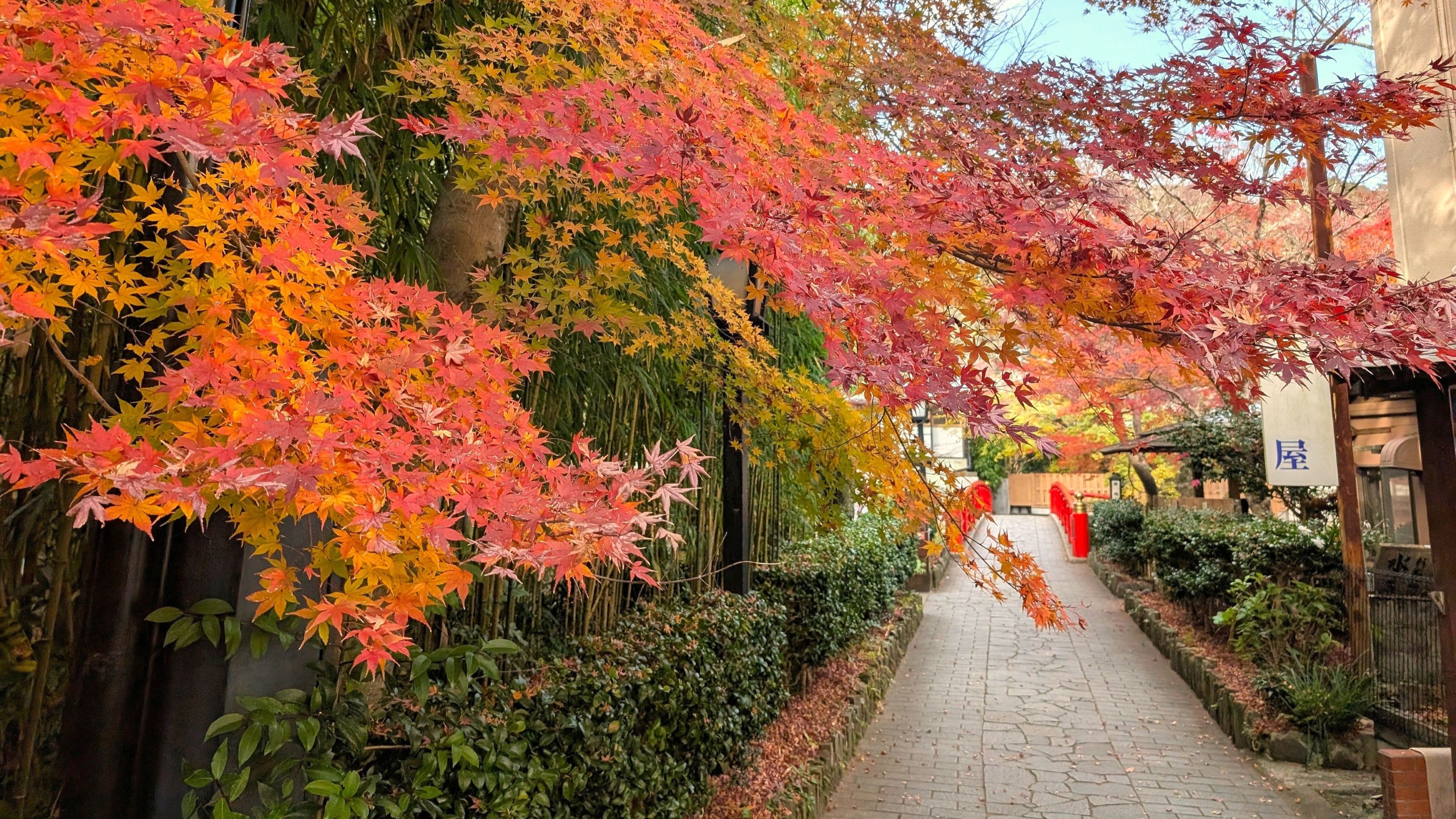 秋の修善寺（当館から車で約30分）