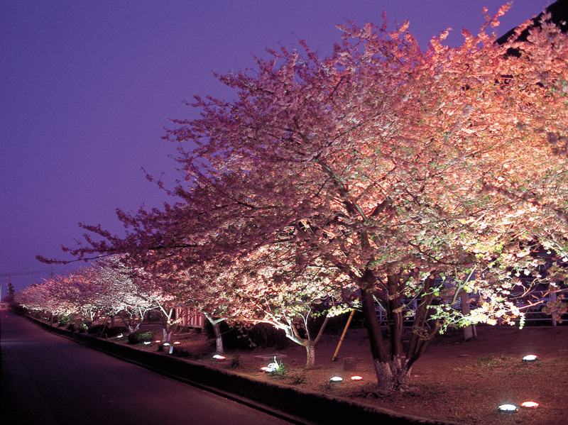 河津桜ライトアップ