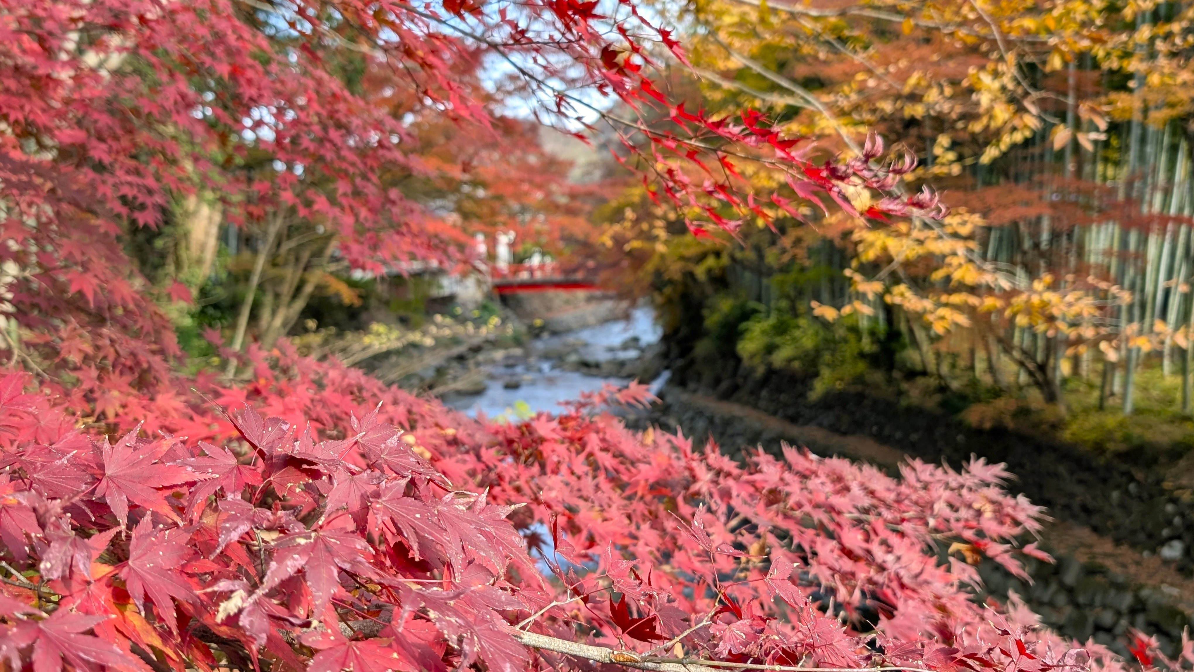 秋の修善寺（当館から車で約30分）