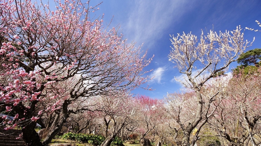 【熱海梅園】日本で最も早咲きの梅を愉しめる観光スポット
